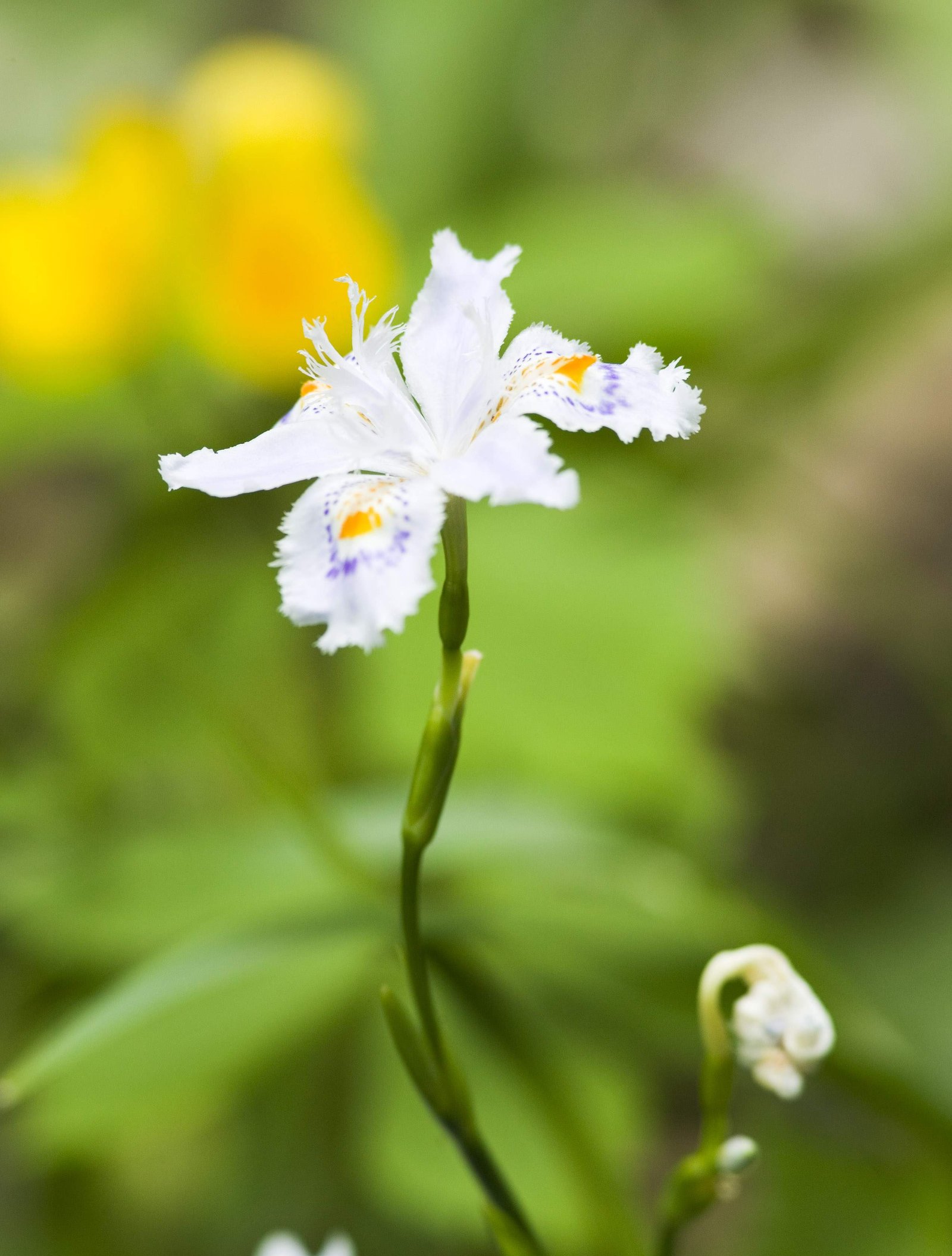 photo,material,free,landscape,picture,stock photo,Creative Commons,A fringed iris, , fringed iris, ,