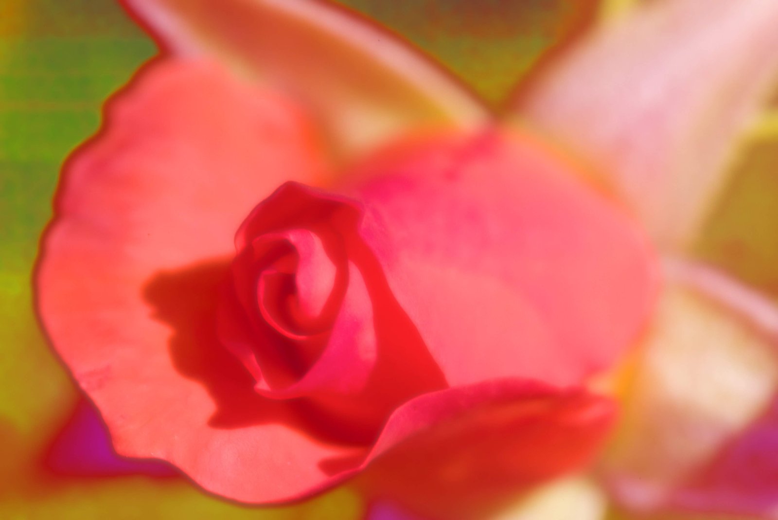 �ʐ^,�f��,����,�t���[,�t�H�g,�N���G�C�e�B�u�E�R�����Y,���i,�ǎ�,�o���̌��z, ���[�Y, �o��, �K�N, �΂�