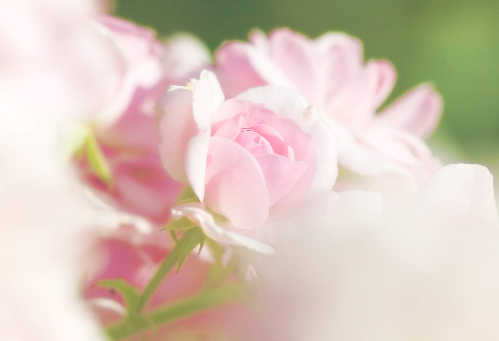 �ʐ^,�f��,����,�t���[,�t�H�g,�N���G�C�e�B�u�E�R�����Y,���i,�ǎ�,���z�̃o��, ���[�Y, �o��, �K�N, �΂�