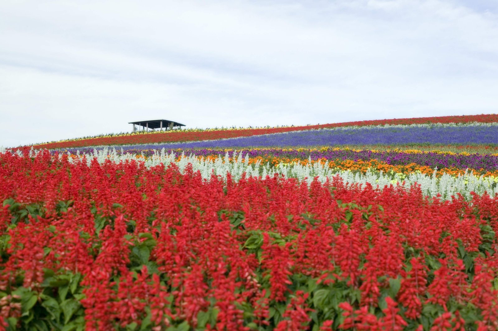 �ʐ^,�f��,����,�t���[,�t�H�g,�N���G�C�e�B�u�E�R�����Y,���i,�ǎ�,�Ԕ�, �T���r�A, �Ԕ�, ��, ��