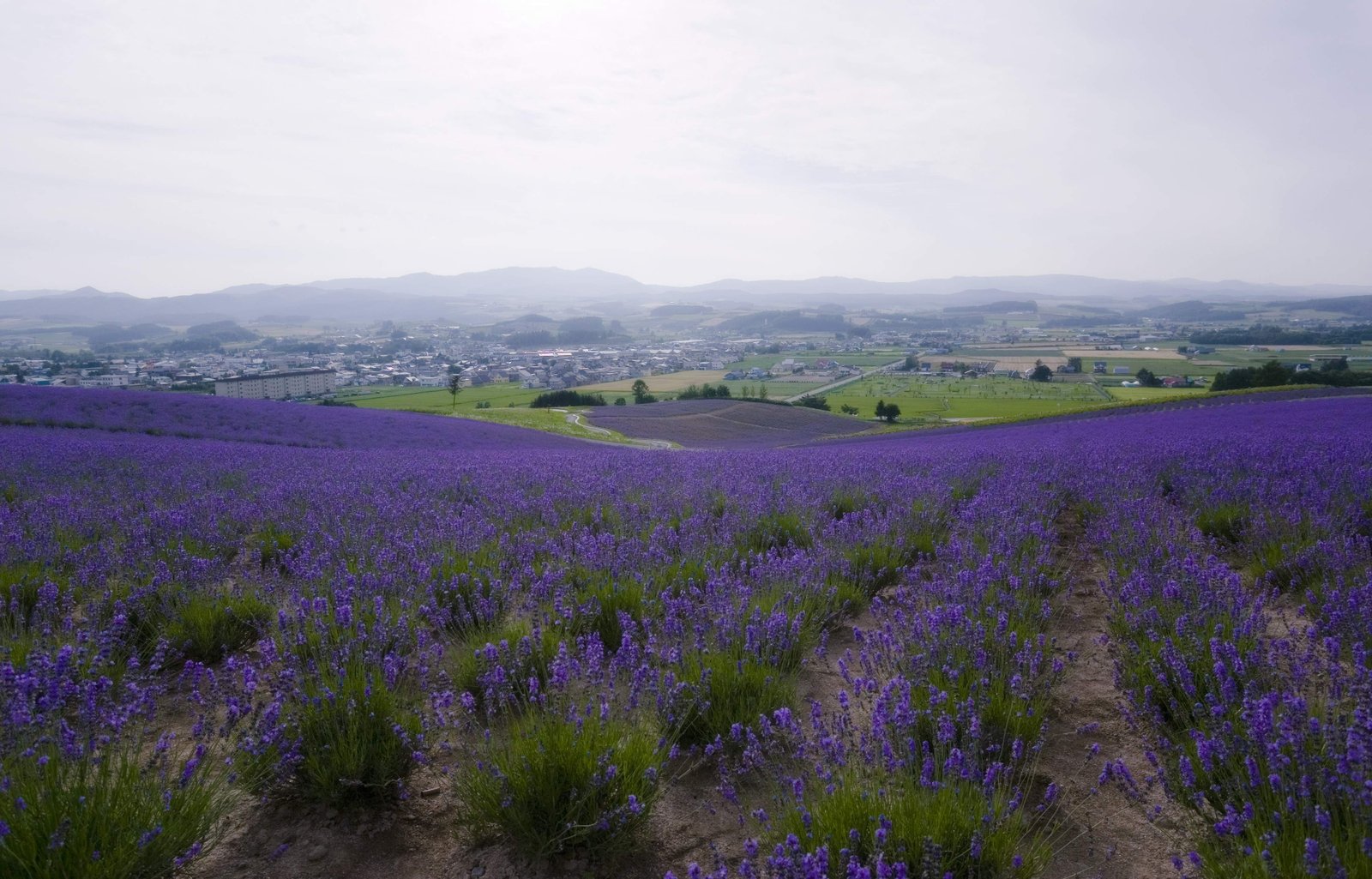 photo,material,free,landscape,picture,stock photo,Creative Commons,A lavender field, lavender, flower garden, Bluish violet, Herb