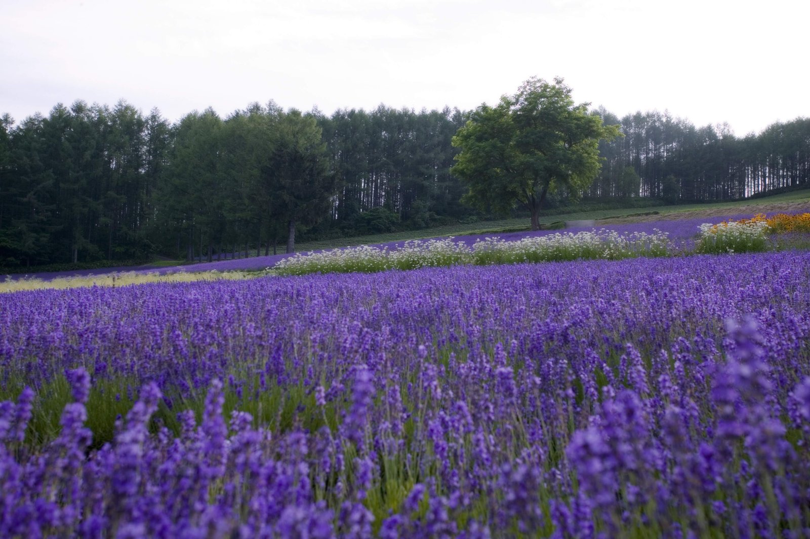 photo,material,free,landscape,picture,stock photo,Creative Commons,A lavender field of dusk, lavender, flower garden, Bluish violet, Herb