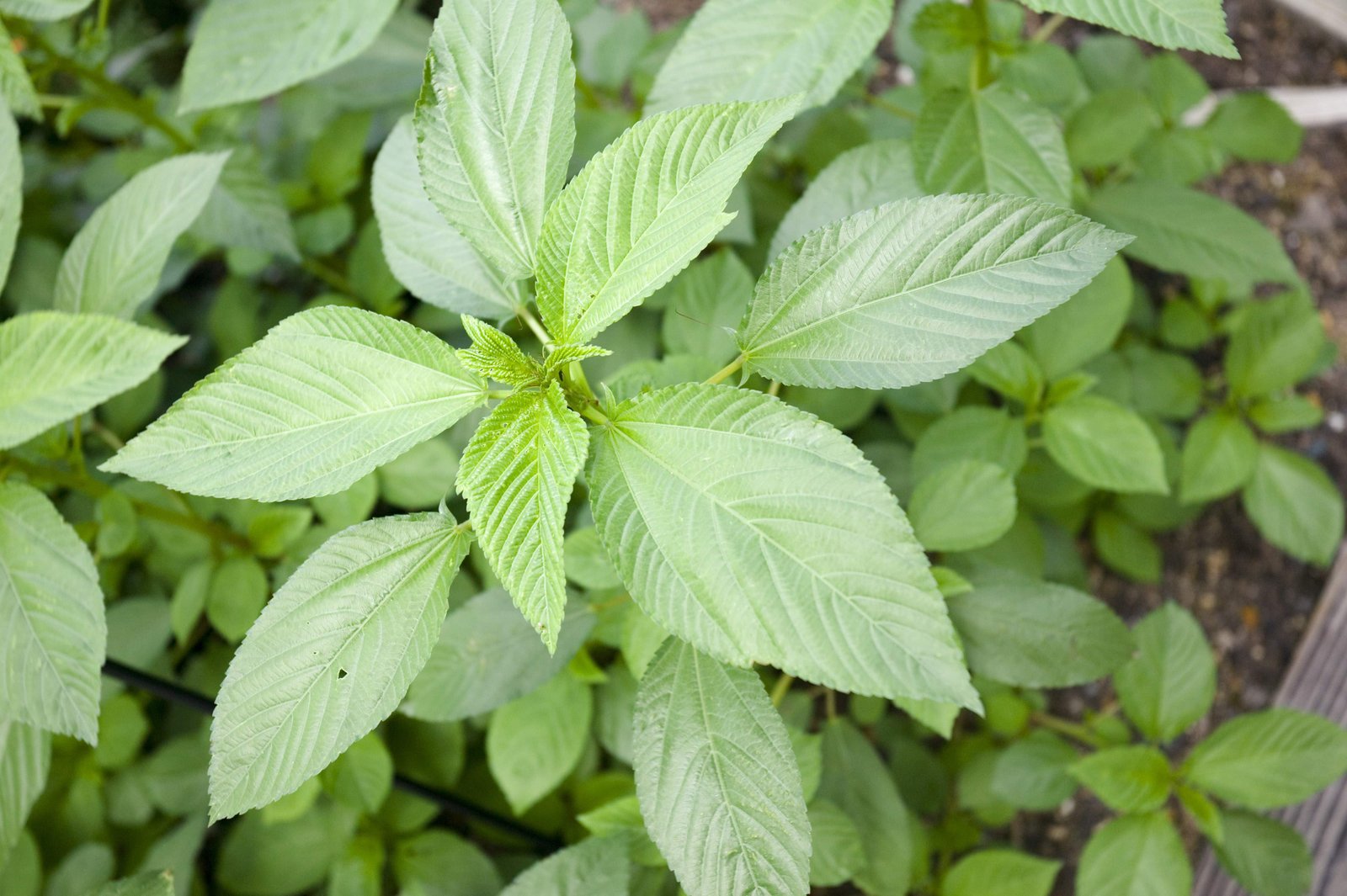 �ʐ^,�f��,����,�t���[,�t�H�g,�N���G�C�e�B�u�E�R�����Y,���i,�ǎ�,�����w�C��, �����w�C��, ����ւ���, ���, 