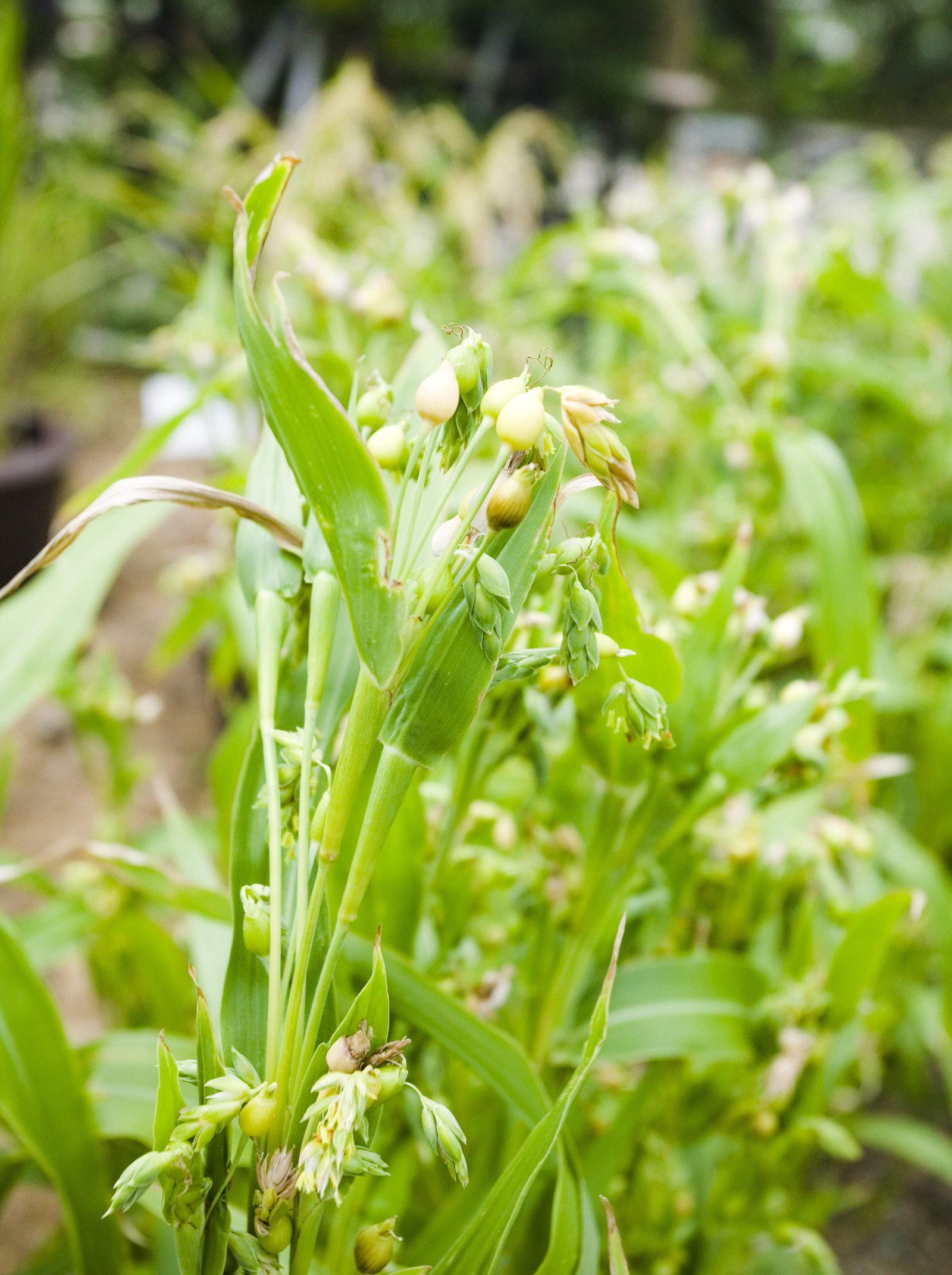 �ʐ^,�f��,����,�t���[,�t�H�g,�N���G�C�e�B�u�E�R�����Y,���i,�ǎ�,�n�g���M, �n�g���M, ���N�C�j��, , 