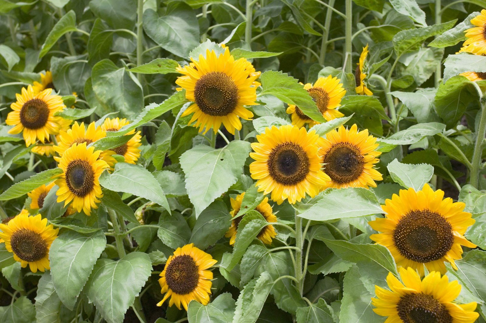 photo,material,free,landscape,picture,stock photo,Creative Commons,A sunflower, sunflower, , , 