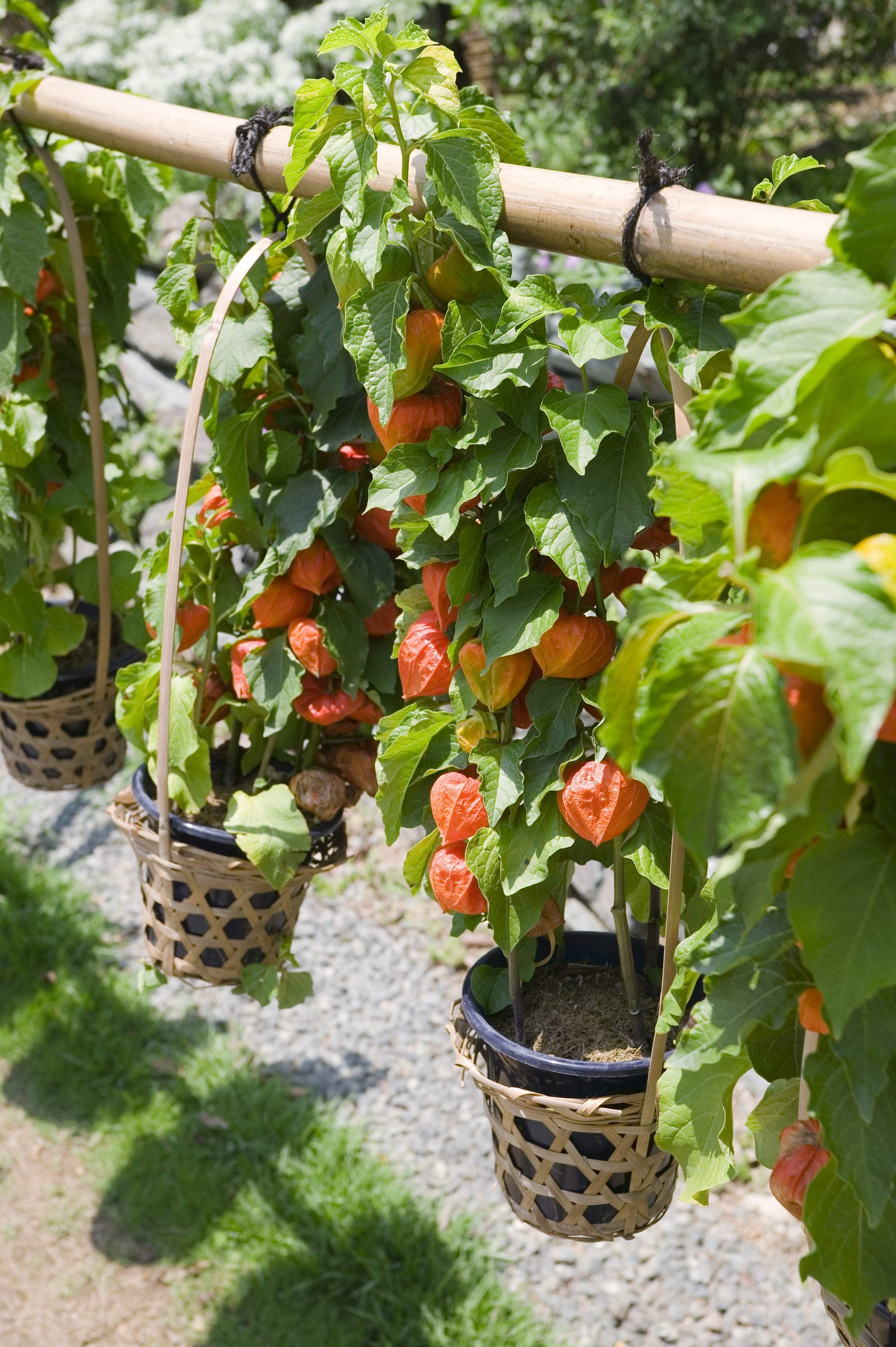 �ʐ^,�f��,����,�t���[,�t�H�g,�N���G�C�e�B�u�E�R�����Y,���i,�ǎ�,�ق�������, �ق�����, �z�I�Y�L, �S��, 