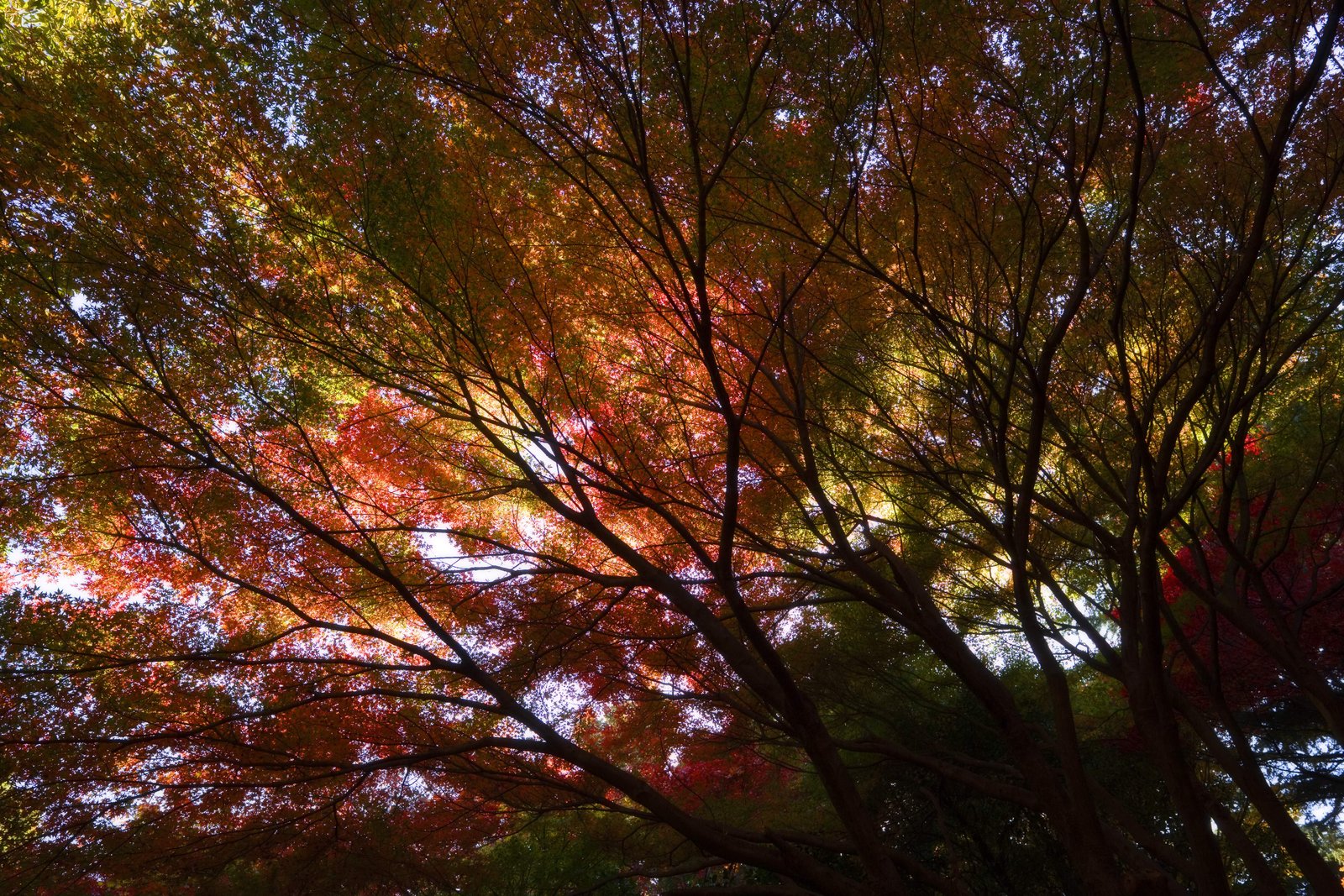 photo,material,free,landscape,picture,stock photo,Creative Commons,Maple�� is deep red, Maple, Red, branch, Yellow