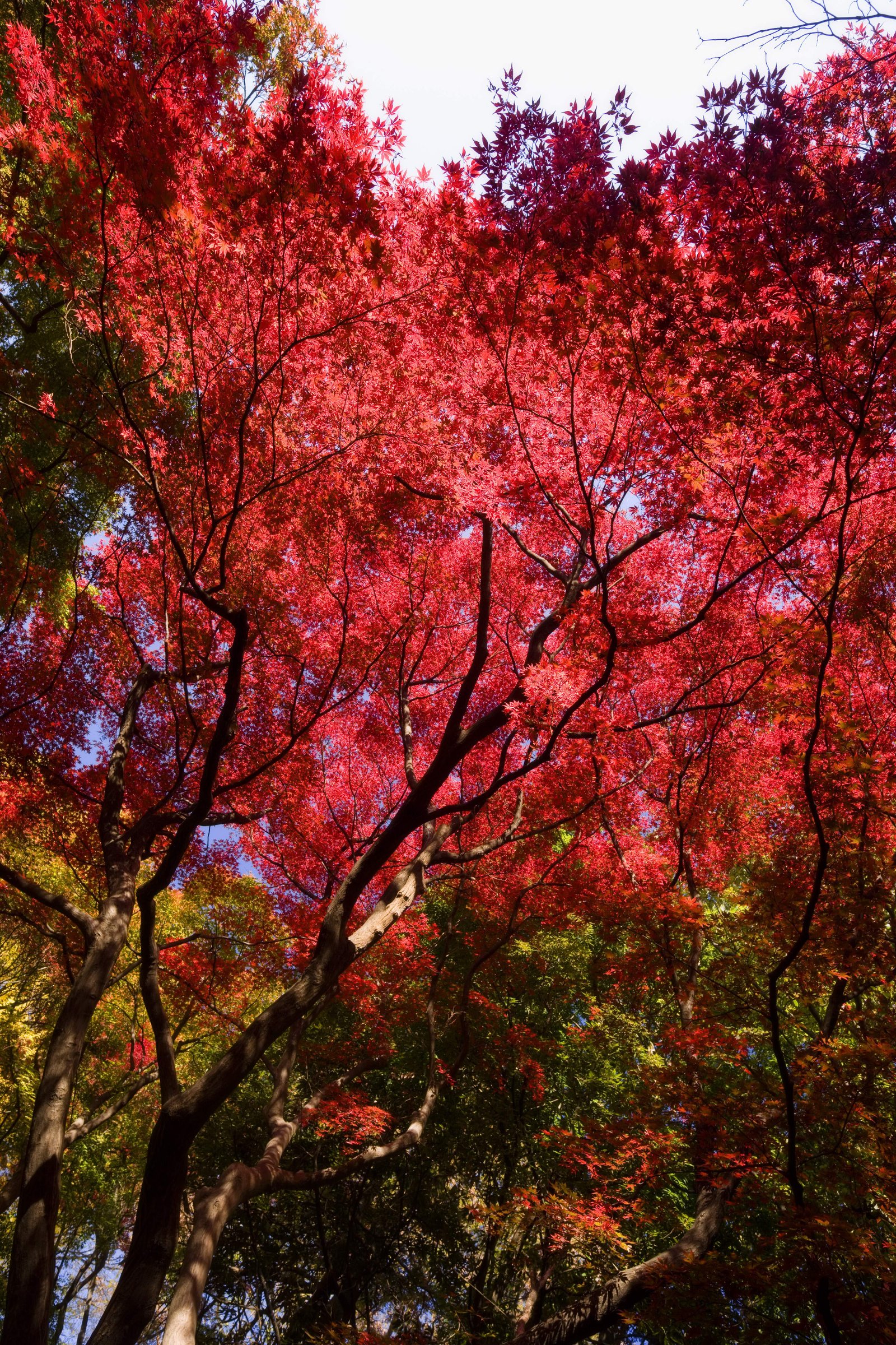 photo,material,free,landscape,picture,stock photo,Creative Commons,Maple�� is deep red, Maple, Red, branch, Yellow