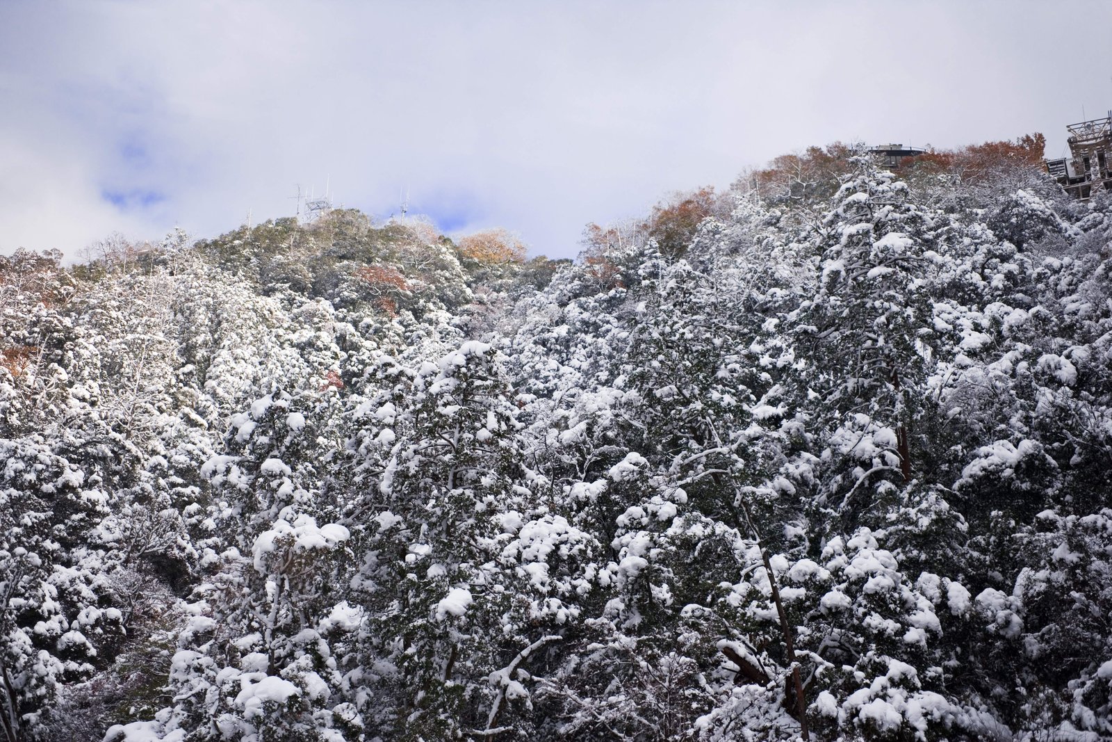 photo,material,free,landscape,picture,stock photo,Creative Commons,Snowy Kinkazan, mountain, Colored leaves, It is empty, tree