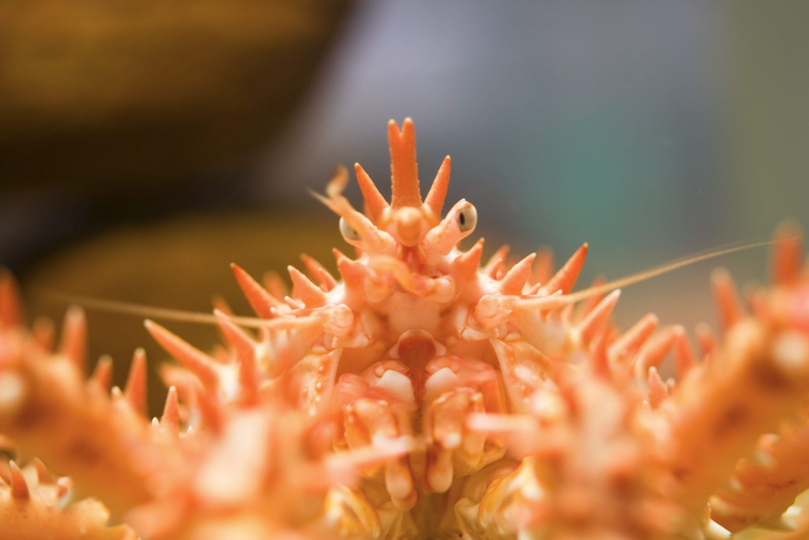 photo,material,free,landscape,picture,stock photo,Creative Commons,Child king crab, crab, , ,