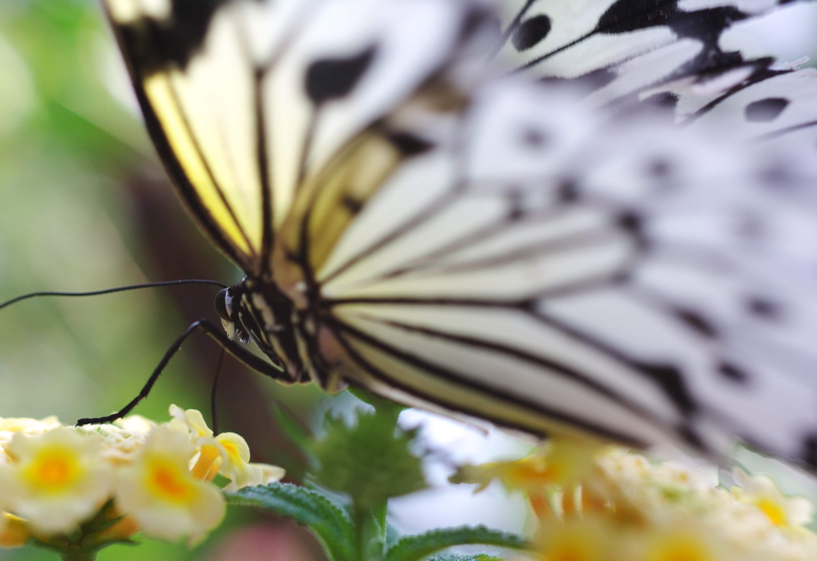 photo,material,free,landscape,picture,stock photo,Creative Commons,Beauty of a butterfly, butterfly, , , flower