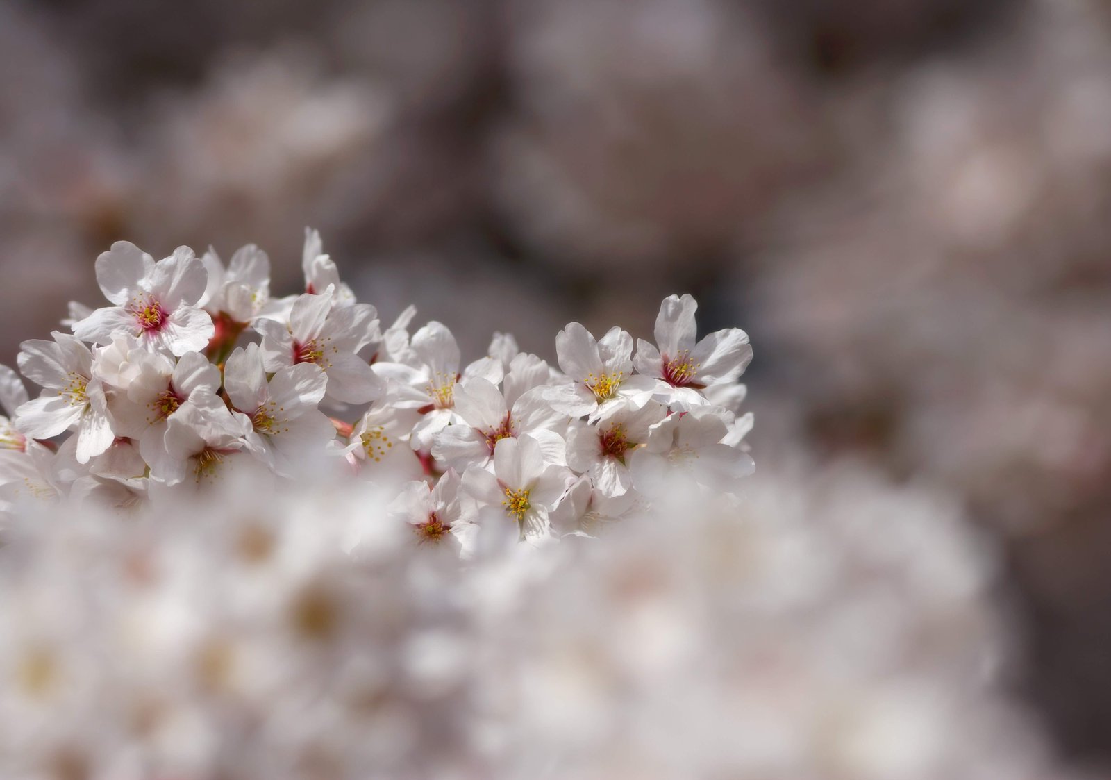 �ʐ^,�f��,����,�t���[,�t�H�g,�N���G�C�e�B�u�E�R�����Y,���i,�ǎ�,�����J, ������, �T�N��, ��, �\���C���V�m