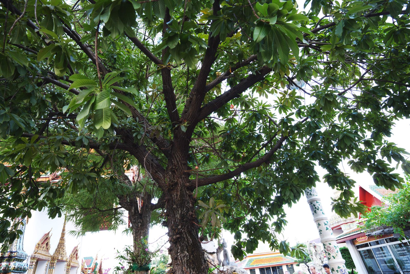 photo,material,free,landscape,picture,stock photo,Creative Commons,A tree of a saul, saul, , , Buddhism