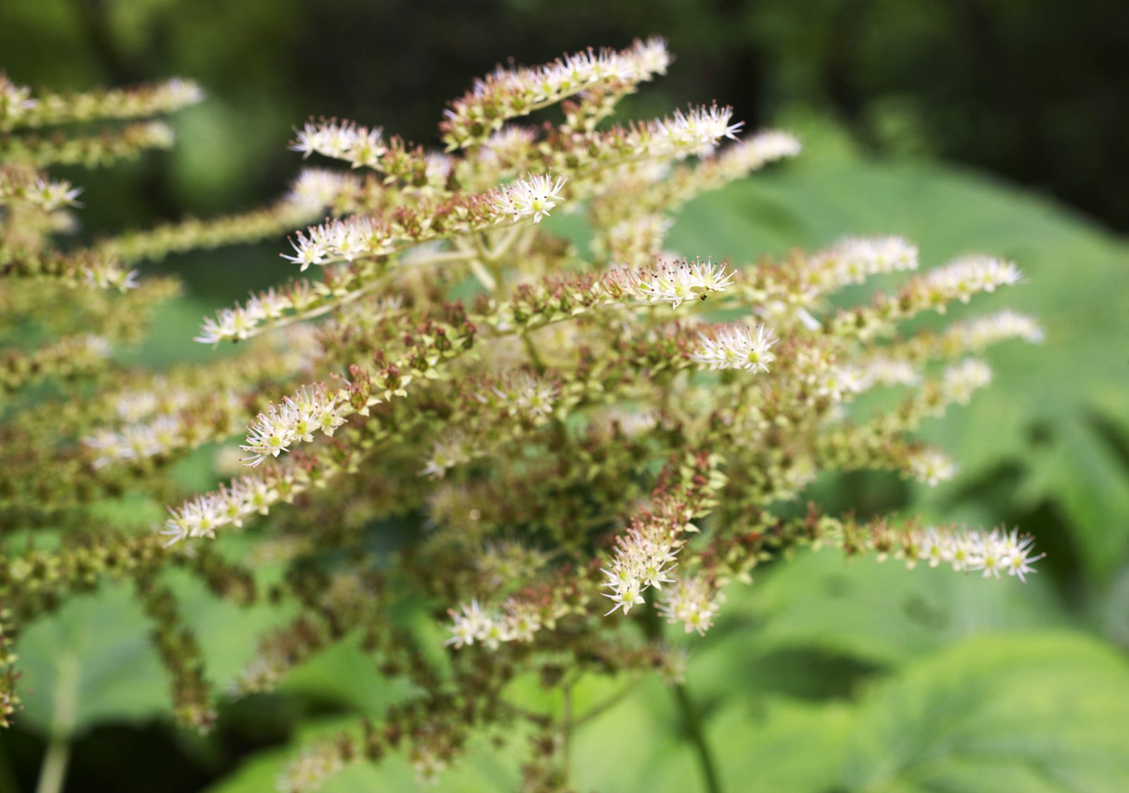photo,material,free,landscape,picture,stock photo,Creative Commons,A white flower, White, petal, Green, 