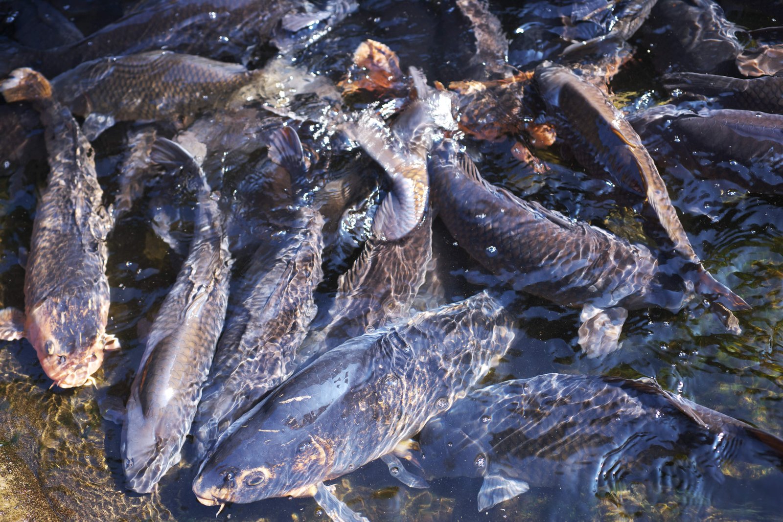 �ʐ^,�f��,����,�t���[,�t�H�g,�N���G�C�e�B�u�E�R�����Y,���i,�ǎ�,�r�̌�, �R�C, ����, ��, �r