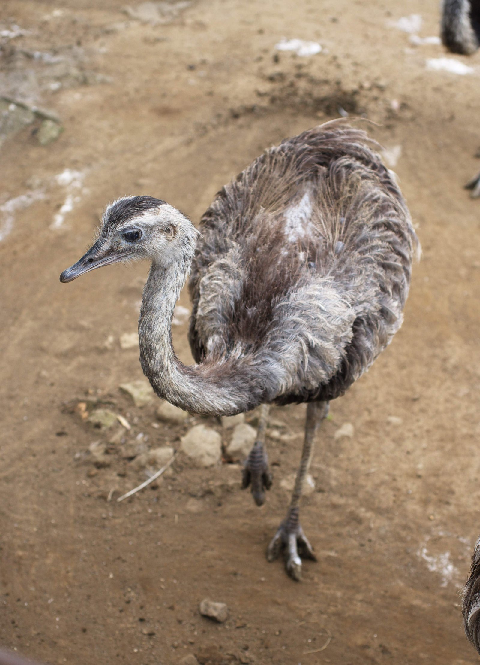 photo,material,free,landscape,picture,stock photo,Creative Commons,I am rare, I am rare, An ostrich, bird,