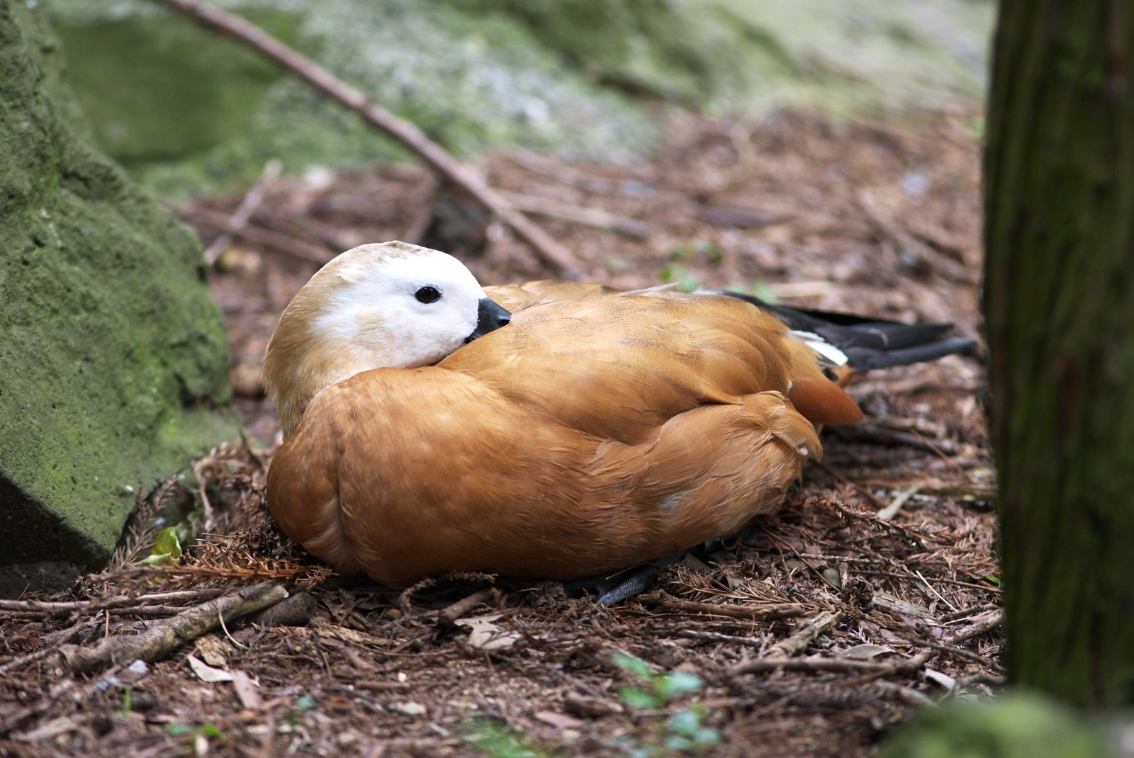 photo,material,free,landscape,picture,stock photo,Creative Commons,A nap of a duck, , duck, ,