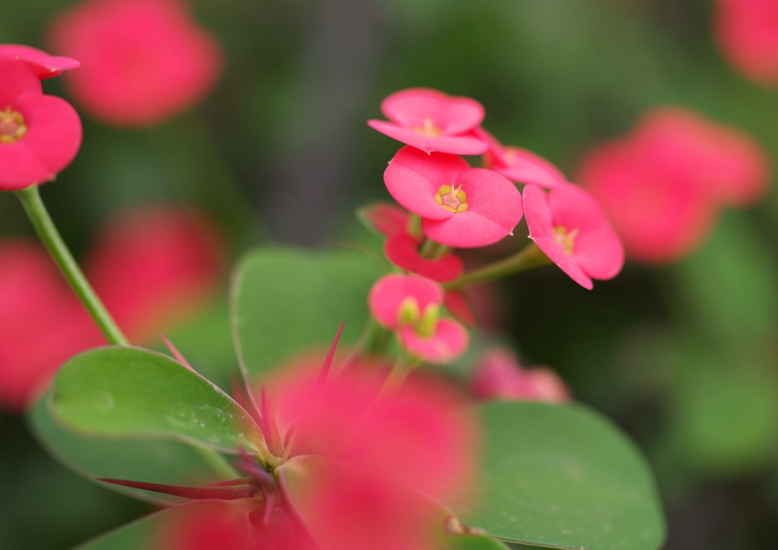 photo,material,free,landscape,picture,stock photo,Creative Commons,A saffron of a cactus, , cactus, ,