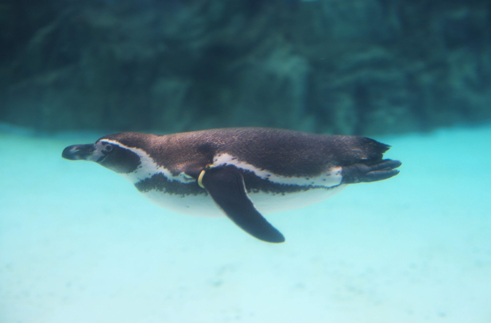 photo,material,free,landscape,picture,stock photo,Creative Commons,An underwater flight, penguin, , , 