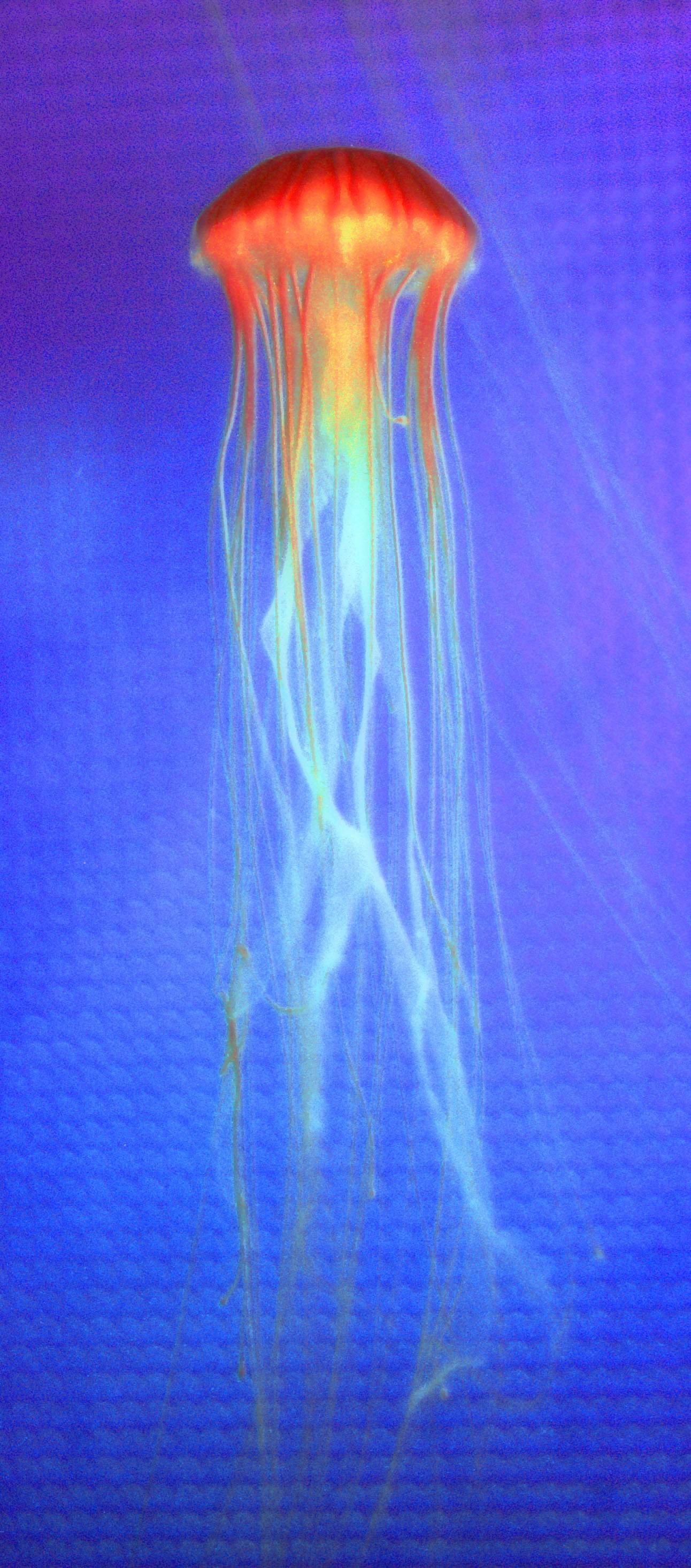 �ʐ^,�f��,����,�t���[,�t�H�g,�N���G�C�e�B�u�E�R�����Y,���i,�ǎ�,�C����̃��b�Z���W���[, �C, �C��, ��, 