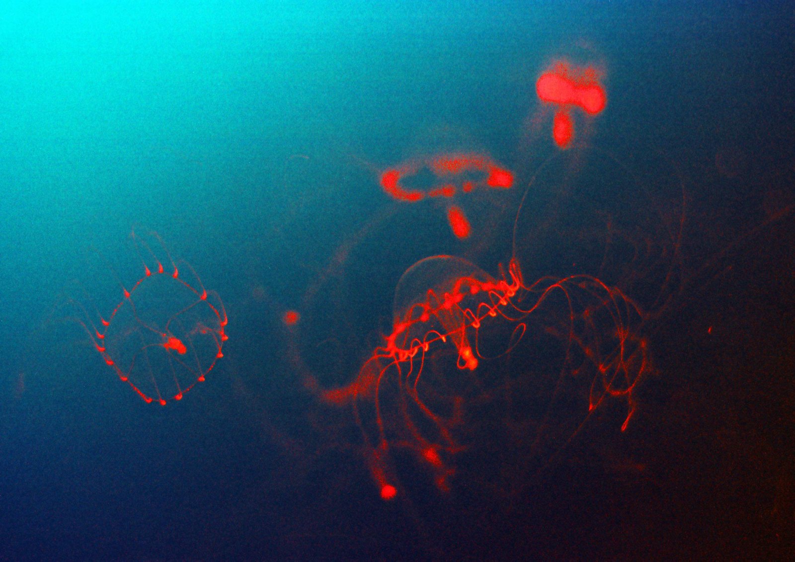 photo,material,free,landscape,picture,stock photo,Creative Commons,Red lines, sea, jellyfish, , 