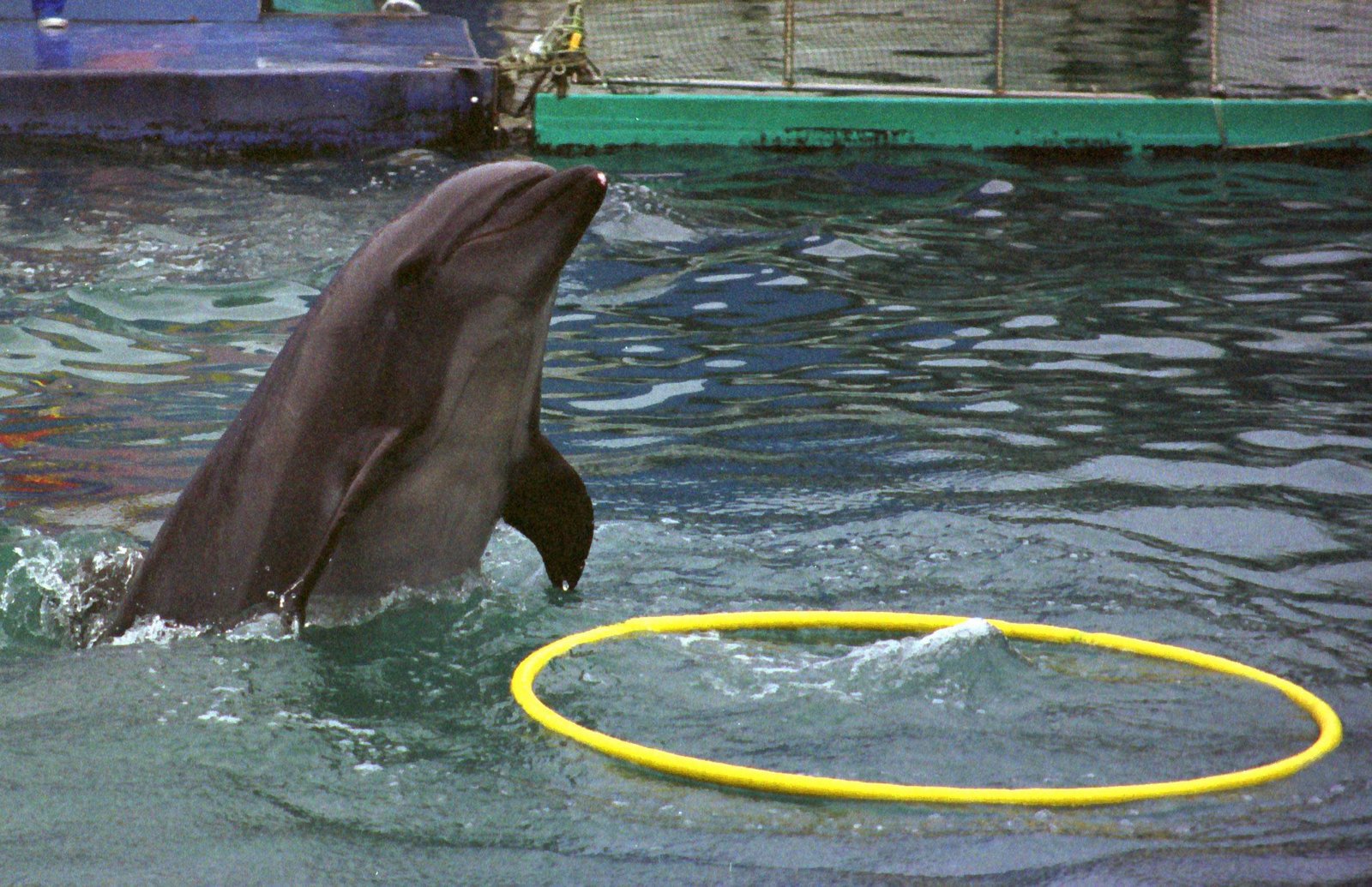 �ʐ^,�f��,����,�t���[,�t�H�g,�N���G�C�e�B�u�E�R�����Y,���i,�ǎ�,�C���J�����, �C, ����, , 