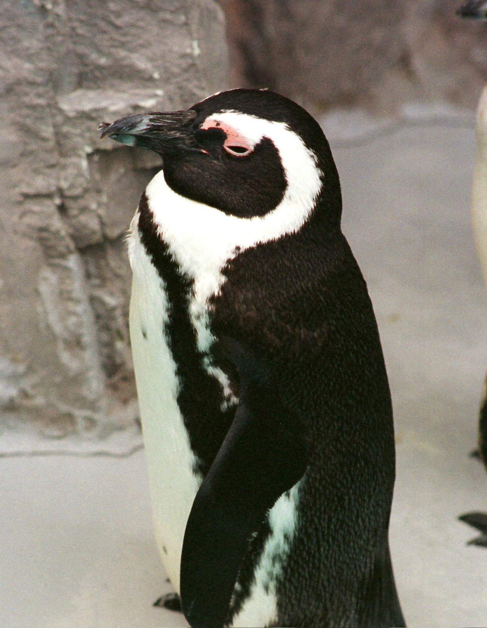 photo,material,free,landscape,picture,stock photo,Creative Commons,Penguin, penguin, , , 