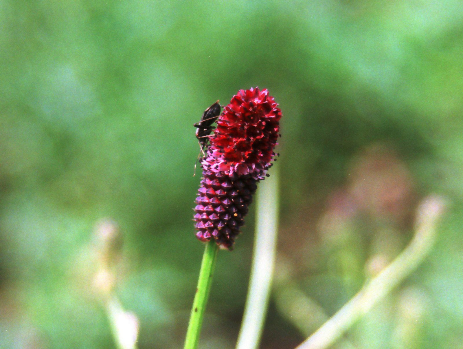 photo,material,free,landscape,picture,stock photo,Creative Commons,Burnet, red, dark red, insect,