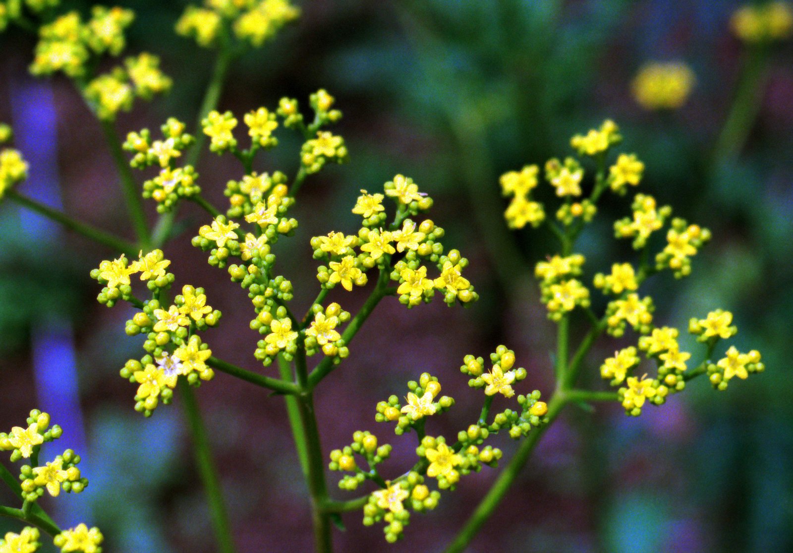 photo,material,free,landscape,picture,stock photo,Creative Commons,Little flowers, yellow, , ,