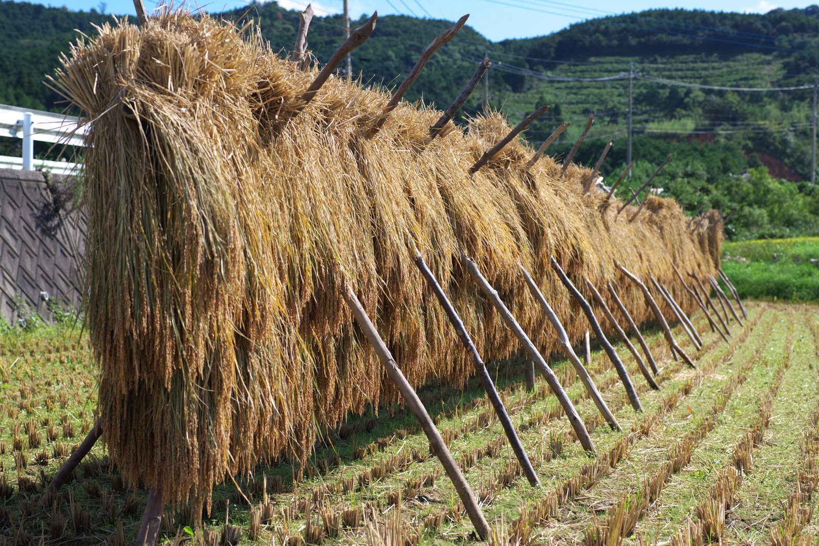 �ʐ^,�f��,����,�t���[,�t�H�g,�N���G�C�e�B�u�E�R�����Y,���i,�ǎ�,�͂��|��, �C�l, ��, ��, ����