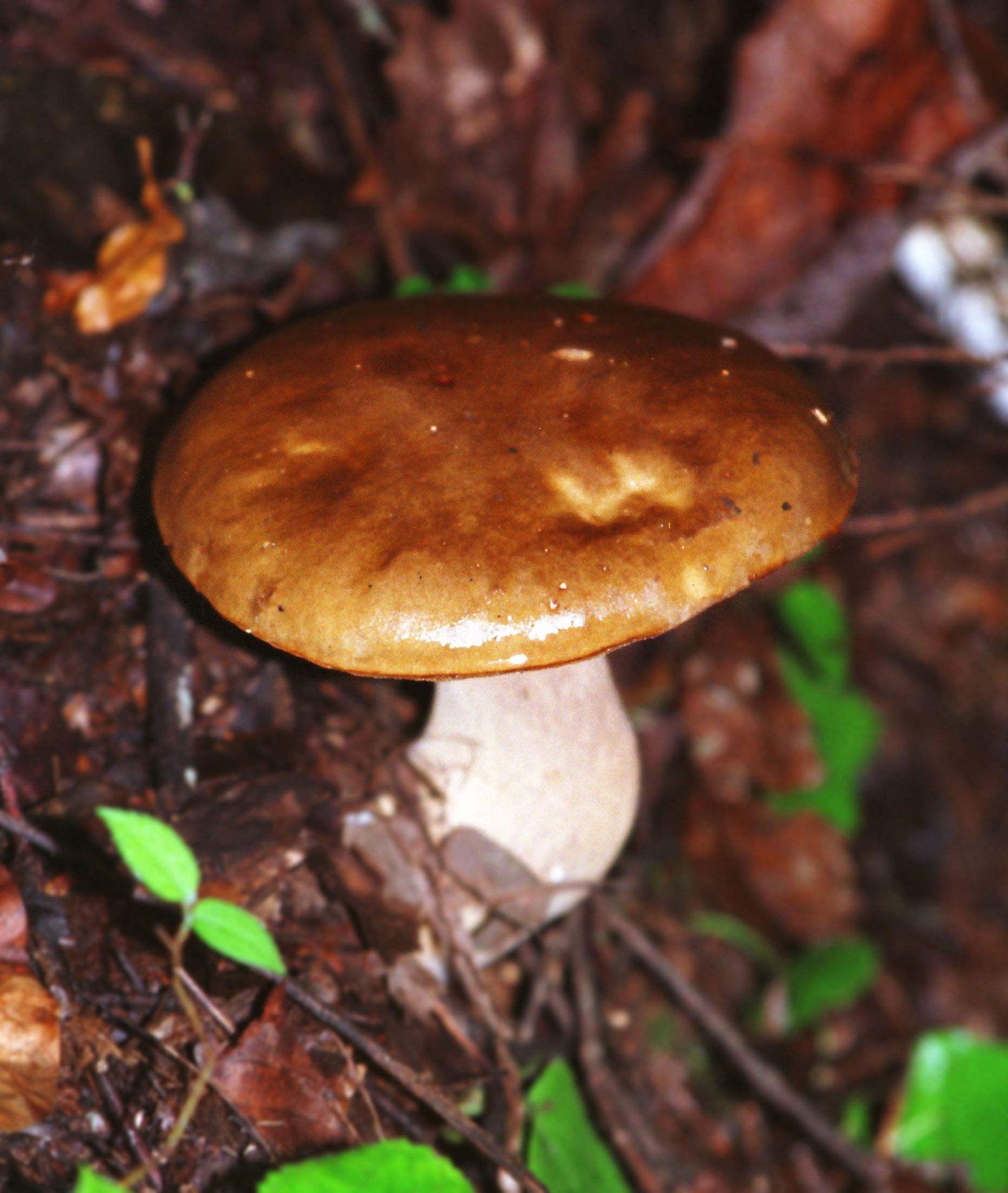 photo,material,free,landscape,picture,stock photo,Creative Commons,Chubby mushroom, brown, fungus, soil,