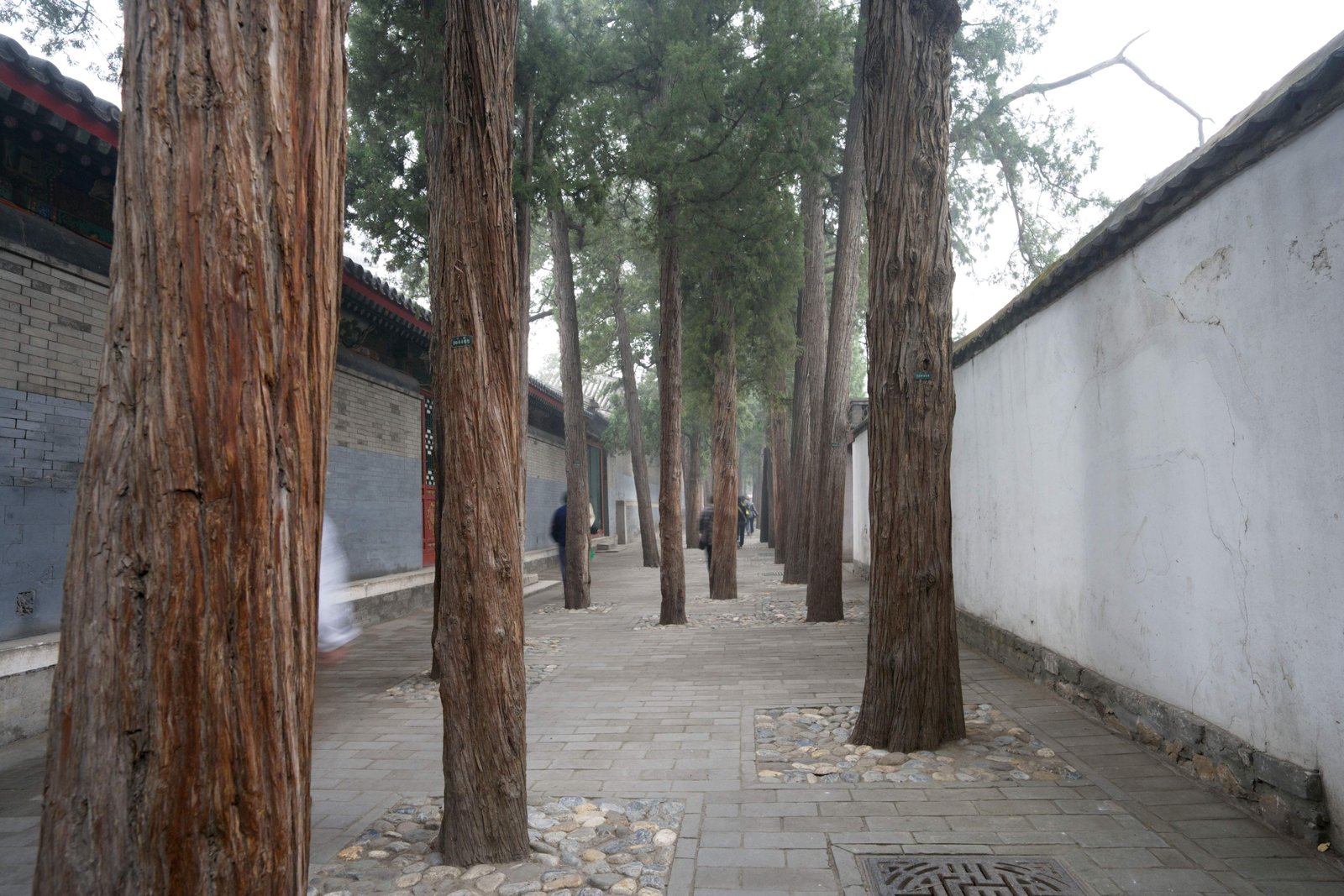 写真,素材,無料,フリー,フォト,クリエイティブ・コモンズ,風景,壁紙,頤和園の通り, 杉, 外壁, 小径, 石畳