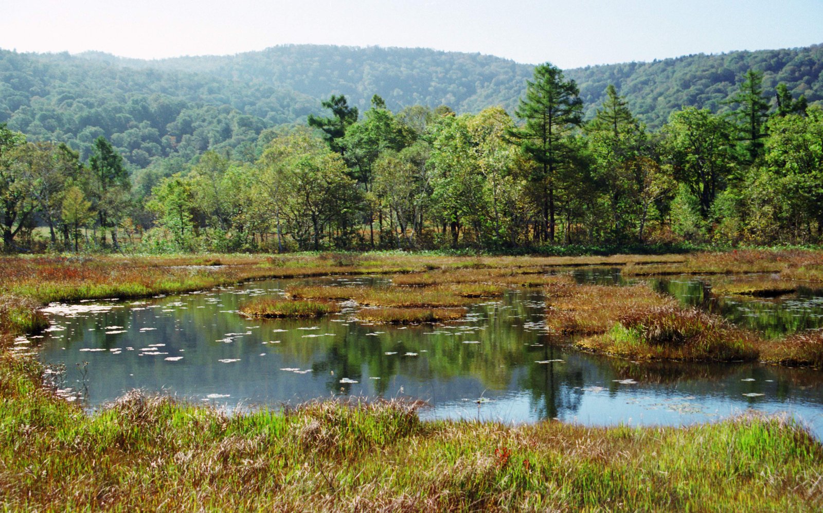 photo,material,free,landscape,picture,stock photo,Creative Commons,Placid autumn marshland, pond, tree, mountain,