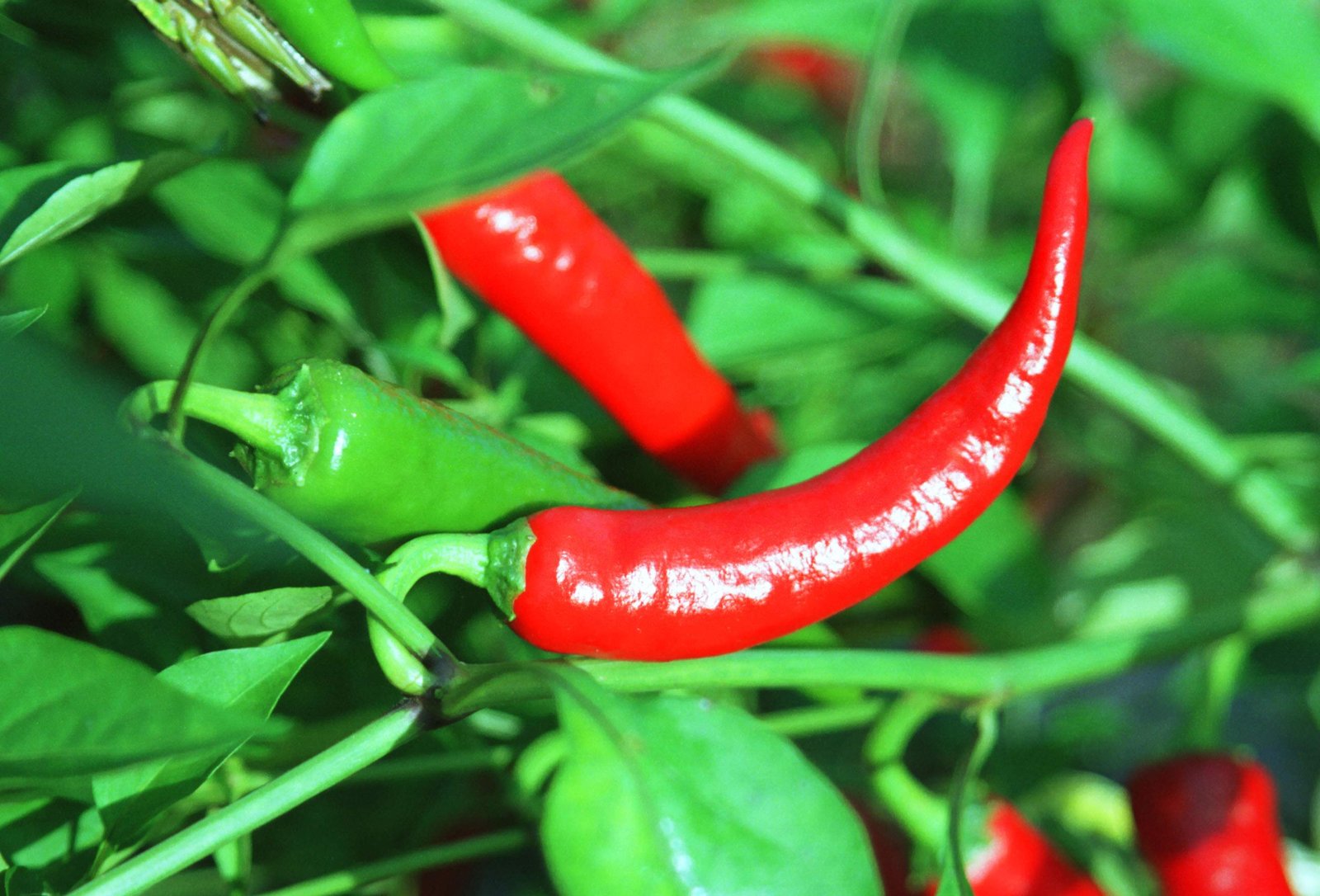 �ʐ^,�f��,����,�t���[,�t�H�g,�N���G�C�e�B�u�E�R�����Y,���i,�ǎ�,Red Hot, �ʎ�, ��, , 