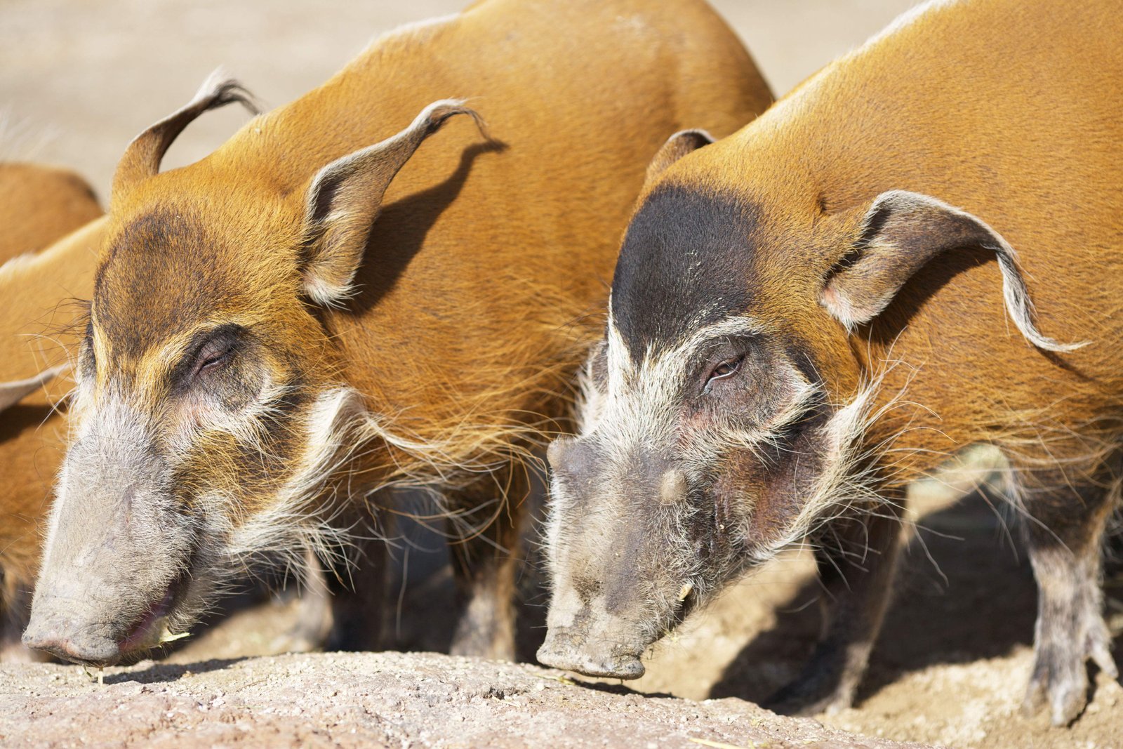 �ʐ^,�f��,����,�t���[,�t�H�g,�N���G�C�e�B�u�E�R�����Y,���i,�ǎ�,�v�w�̉�b, �C�m�V�V, ���̂���, ��, �������킢�̂���