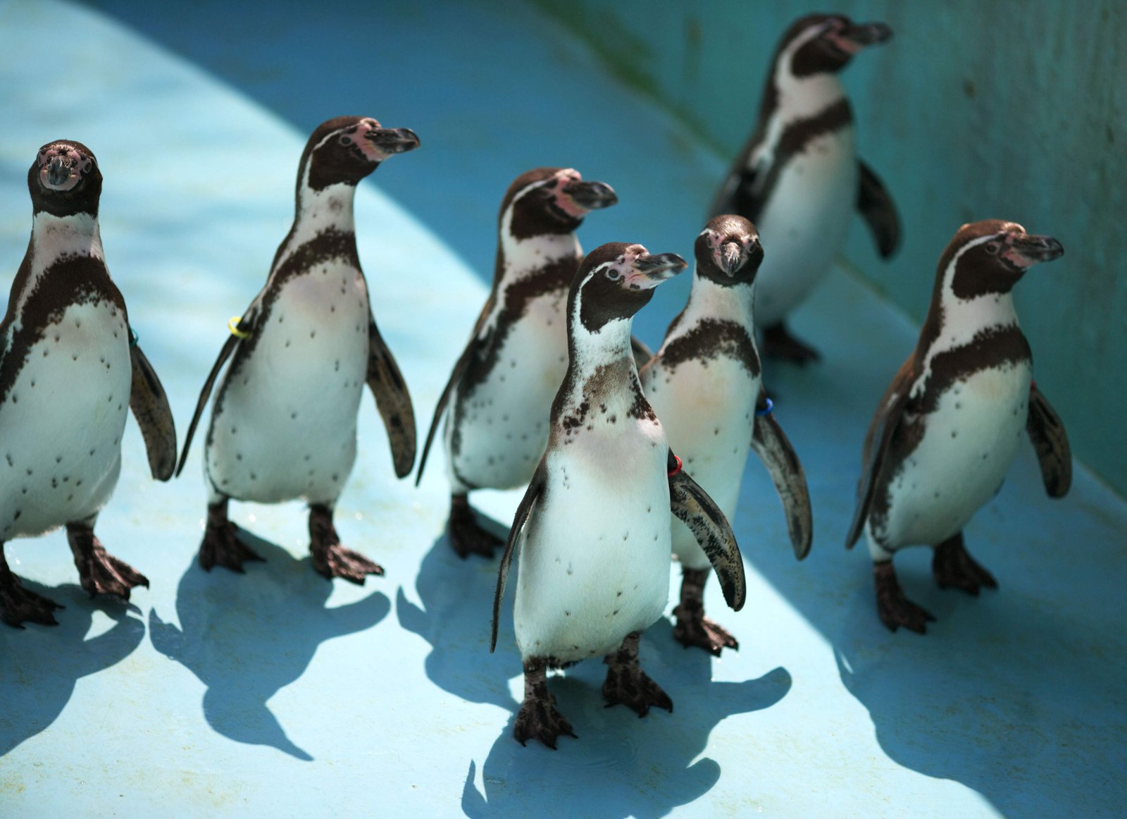 �ʐ^,�f��,����,�t���[,�t�H�g,�N���G�C�e�B�u�E�R�����Y,���i,�ǎ�,�t���{���g�y���M��, �؂񂬂�, �y���M��, ���`���`����, �{