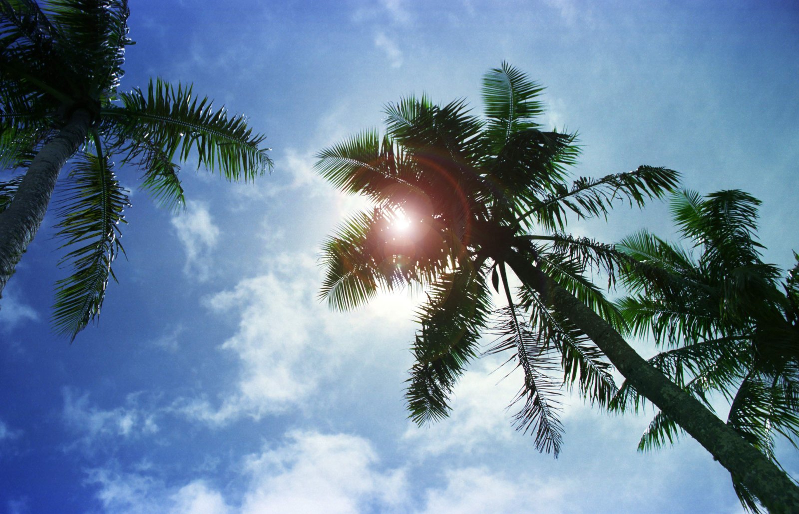 photo,material,free,landscape,picture,stock photo,Creative Commons,Palm shade (improved), sun, blue, ,