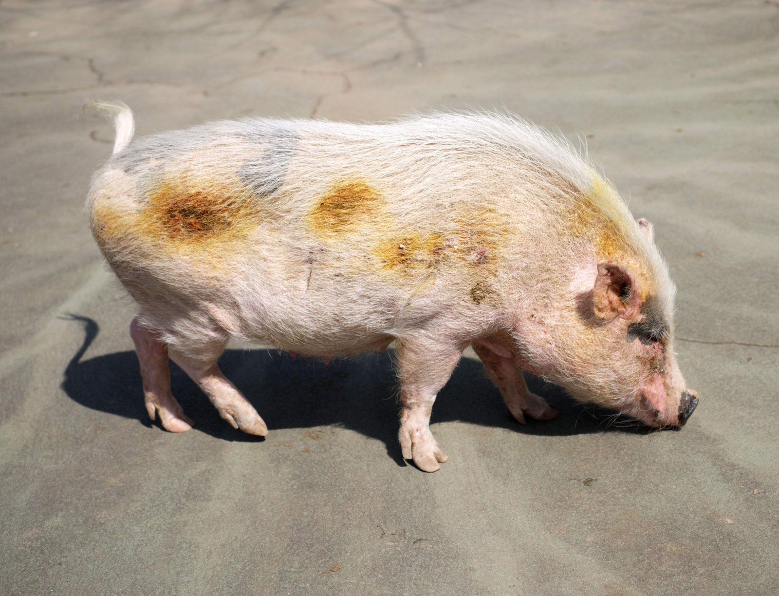 �ʐ^,�f��,����,�t���[,�t�H�g,�N���G�C�e�B�u�E�R�����Y,���i,�ǎ�,�u�^, �Ԃ�, �u�^, ��, �s���N