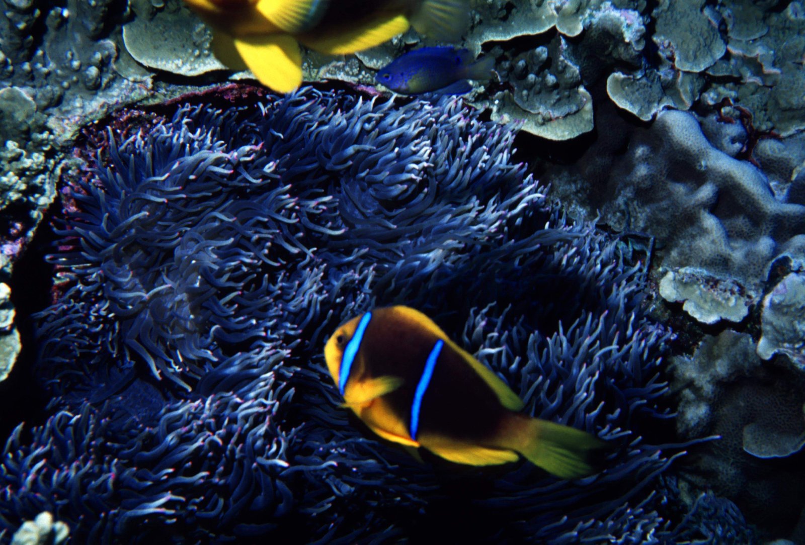 photo,material,free,landscape,picture,stock photo,Creative Commons,Anemone fish, fish, blue, , 