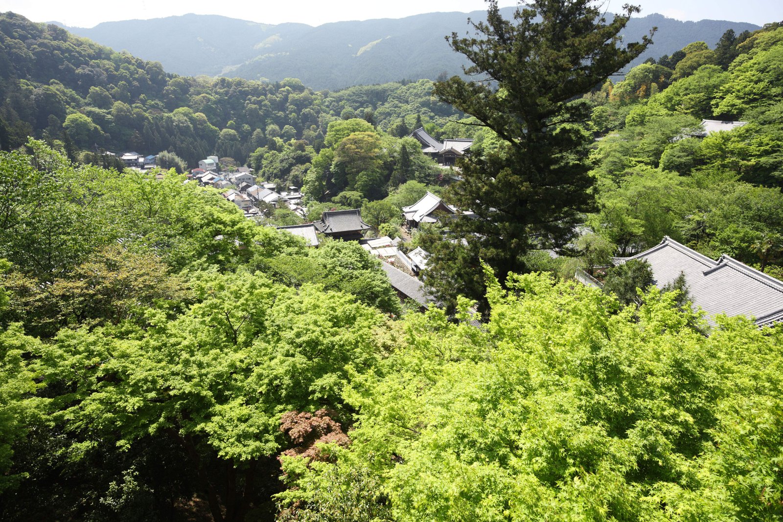 写真,素材,無料,フリー,フォト,クリエイティブ・コモンズ,風景,壁紙,長谷寺の外舞台からの景色, 新緑, 杉, 仏教寺院, 花の御寺