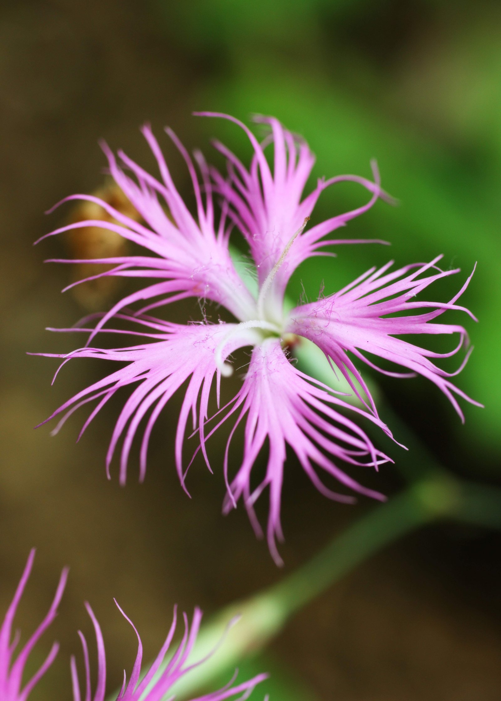 photo,material,free,landscape,picture,stock photo,Creative Commons,A lizard's tail, white leaf, spike, Saururus chinensis, 