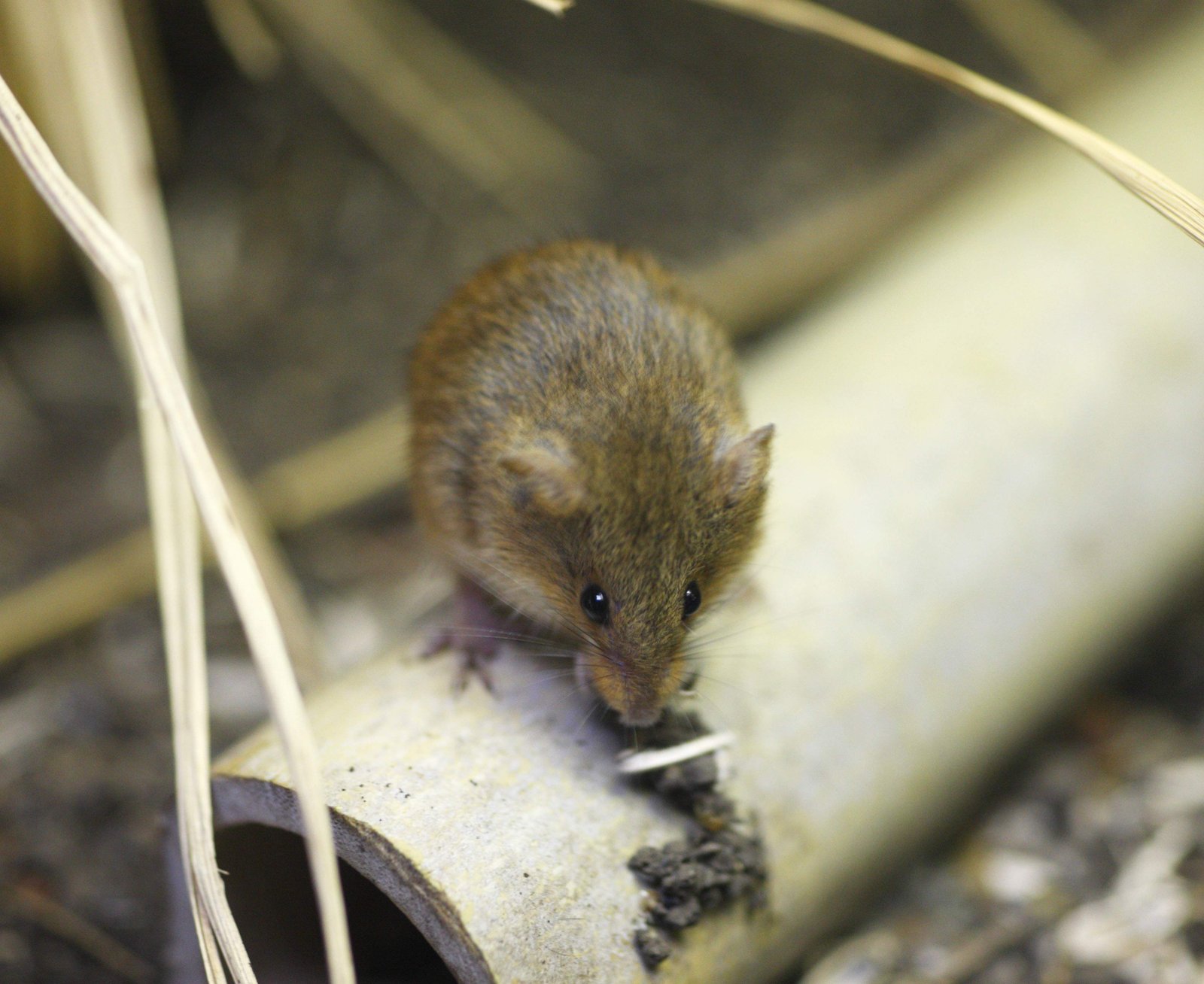 �ʐ^,�f��,����,�t���[,�t�H�g,�N���G�C�e�B�u�E�R�����Y,���i,�ǎ�,�q���l�Y�~, �˂���, �l, ꖂ�, �Ԃ�ȓ�