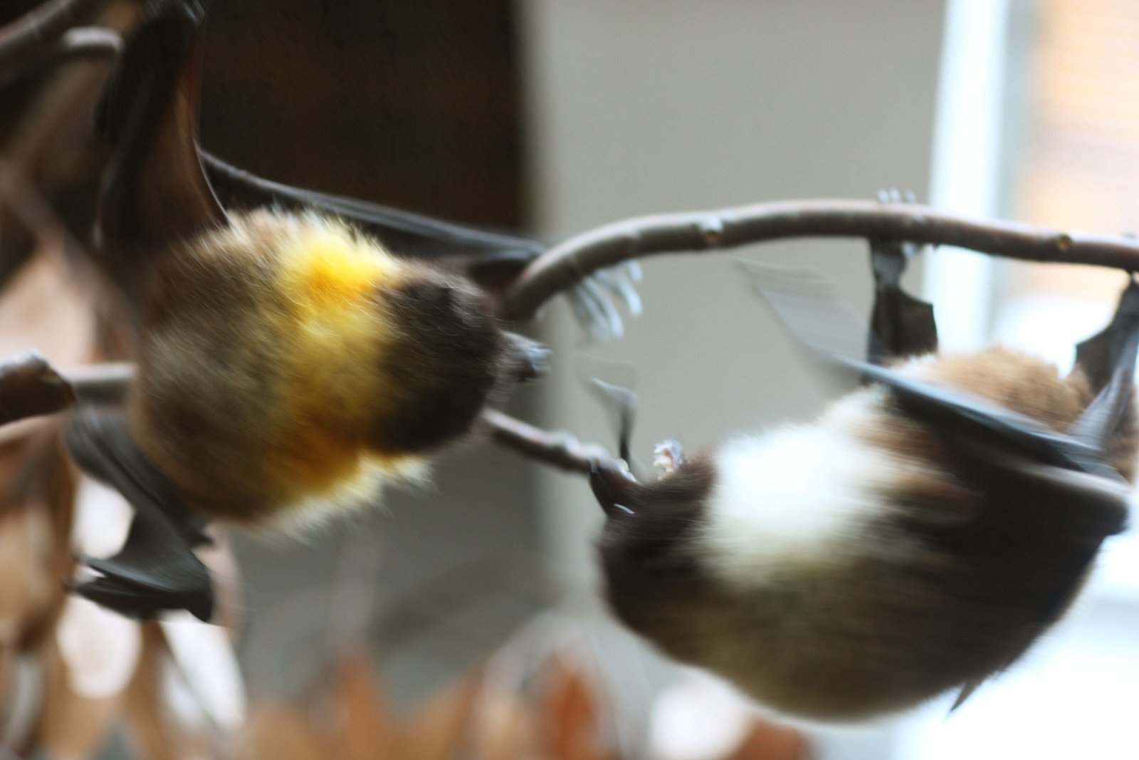 �ʐ^,�f��,����,�t���[,�t�H�g,�N���G�C�e�B�u�E�R�����Y,���i,�ǎ�,�������o�g��, ��������, �R�E����, ��, ��