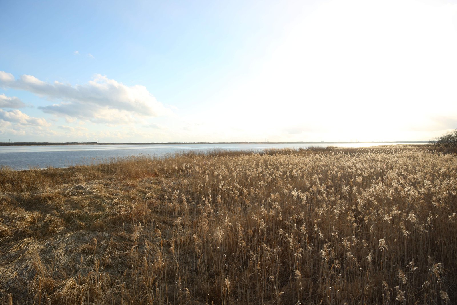 photo,material,free,landscape,picture,stock photo,Creative Commons,The damp plain of the Lake Uto Ney, Damp ground, damp plain, Dry grass, blue sky