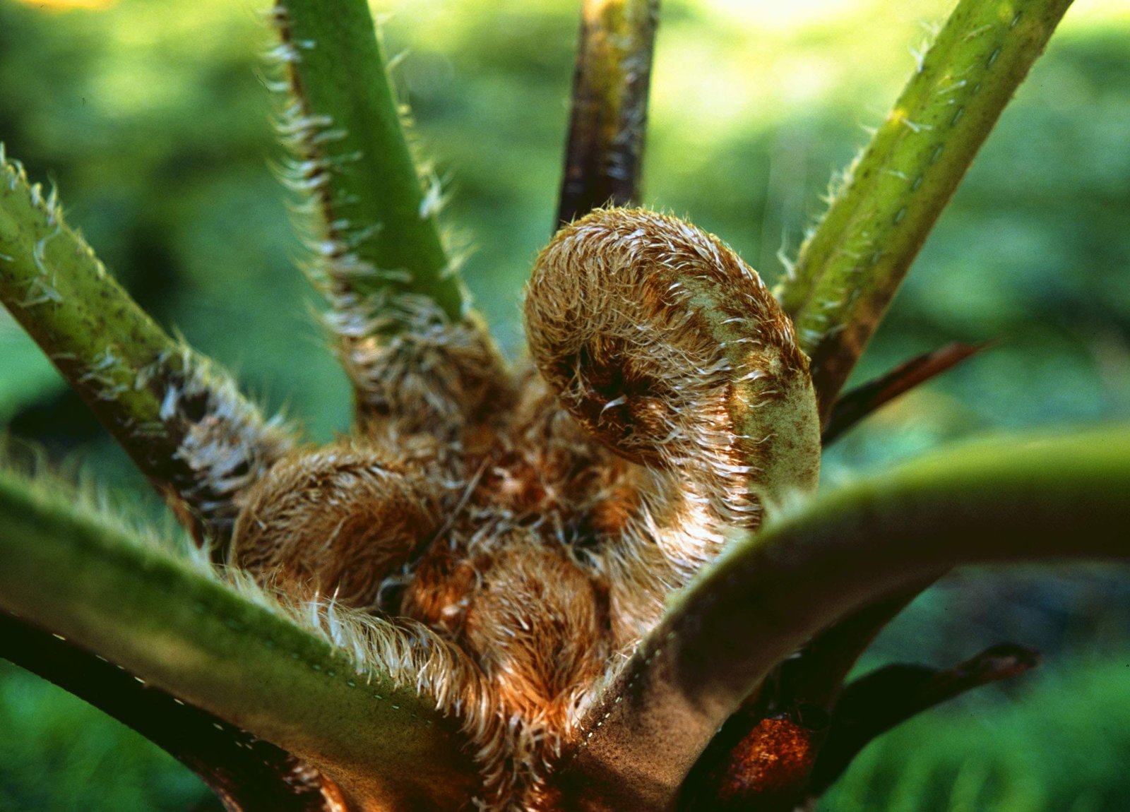 photo,material,free,landscape,picture,stock photo,Creative Commons,Breath of a fern, brown, , , 