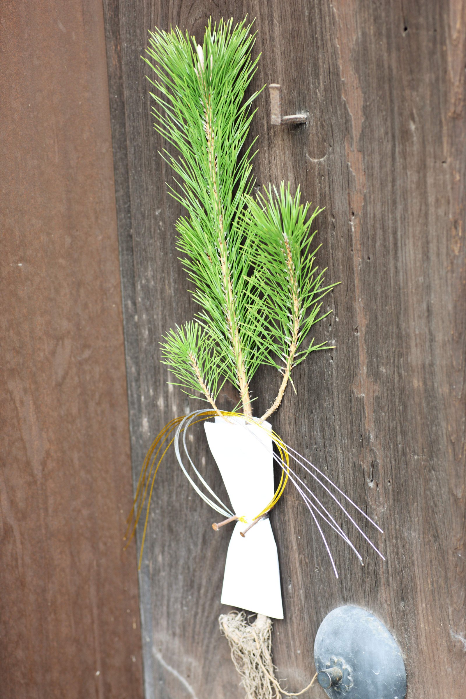 �ʐ^,�f��,����,�t���[,�t�H�g,�N���G�C�e�B�u�E�R�����Y,���i,�ǎ�,������, �މ�V�N, ������, ���s, �`������