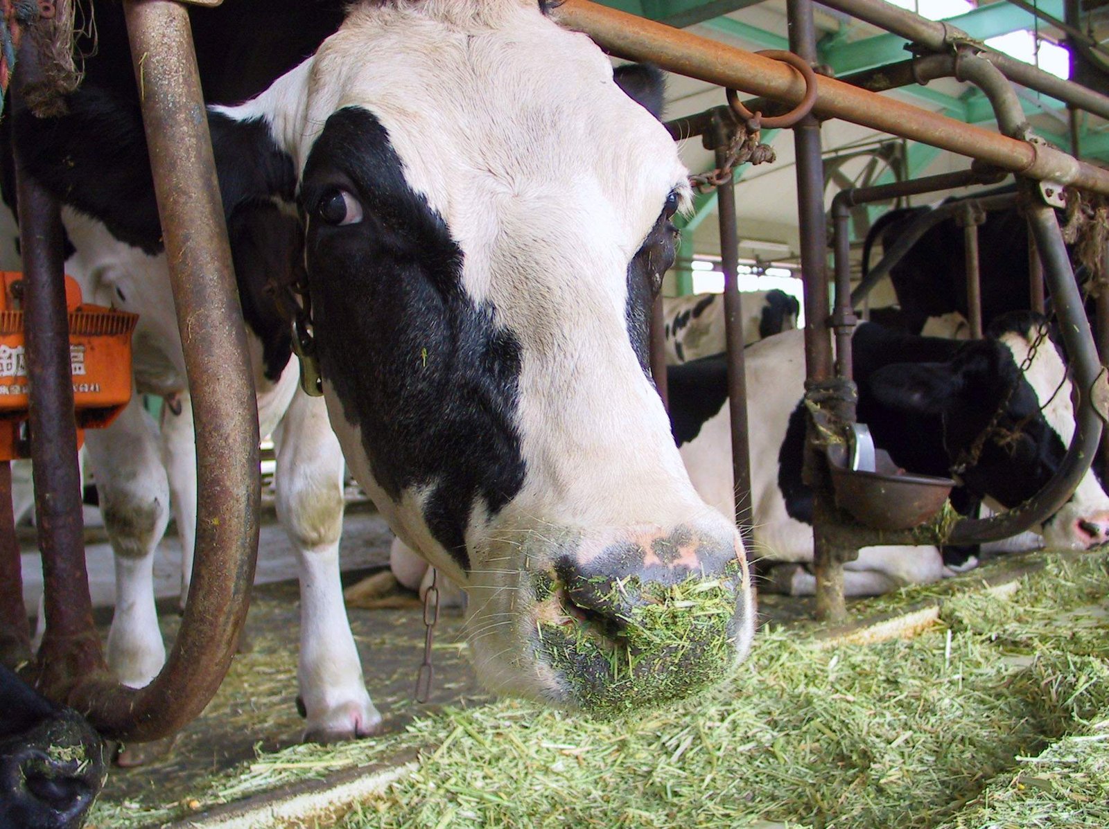 photo,material,free,landscape,picture,stock photo,Creative Commons,Eating cows, Holstein, fodder, cow house, 