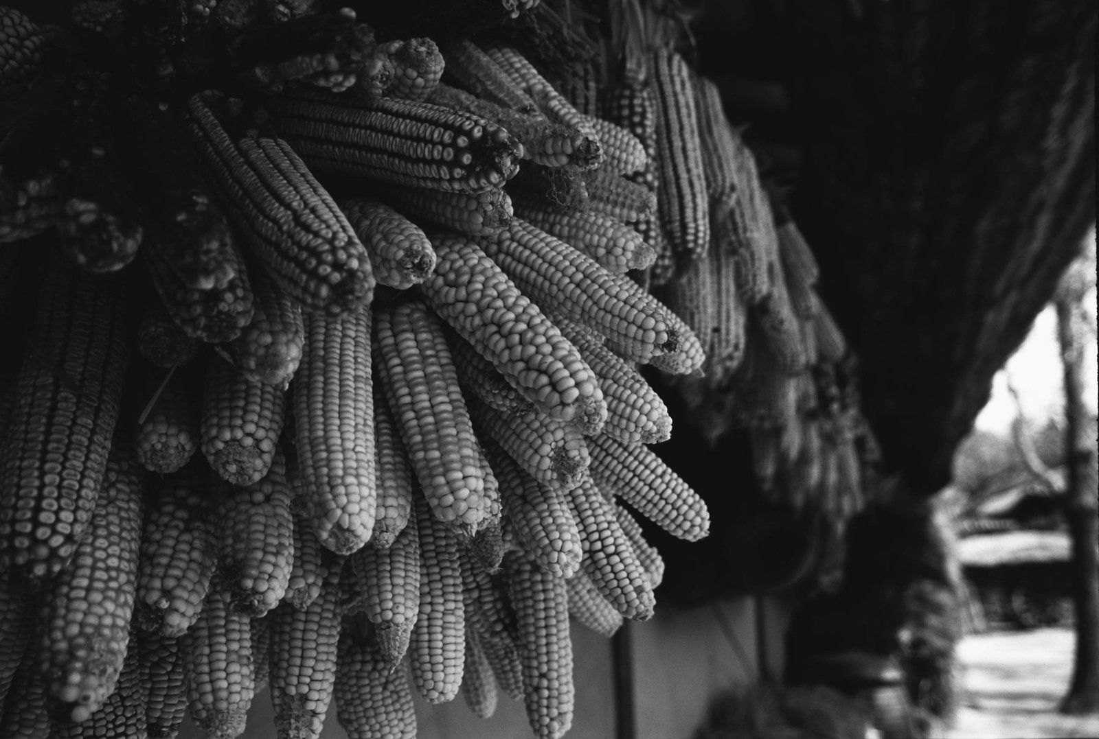 photo,material,free,landscape,picture,stock photo,Creative Commons,Corns hung under the eaves, food, , ,