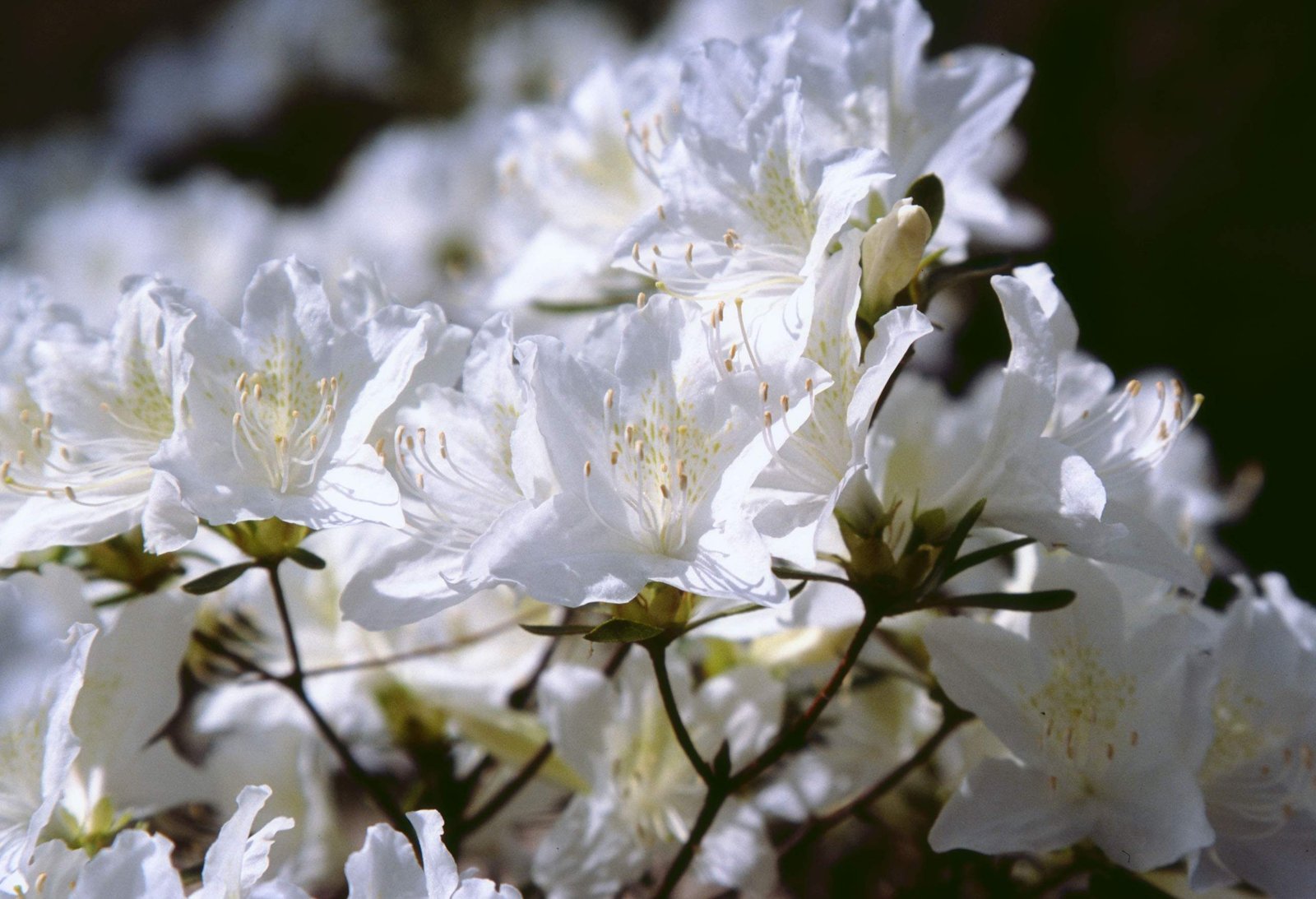 photo,material,free,landscape,picture,stock photo,Creative Commons,White azalea flowers, azalea, white, , 