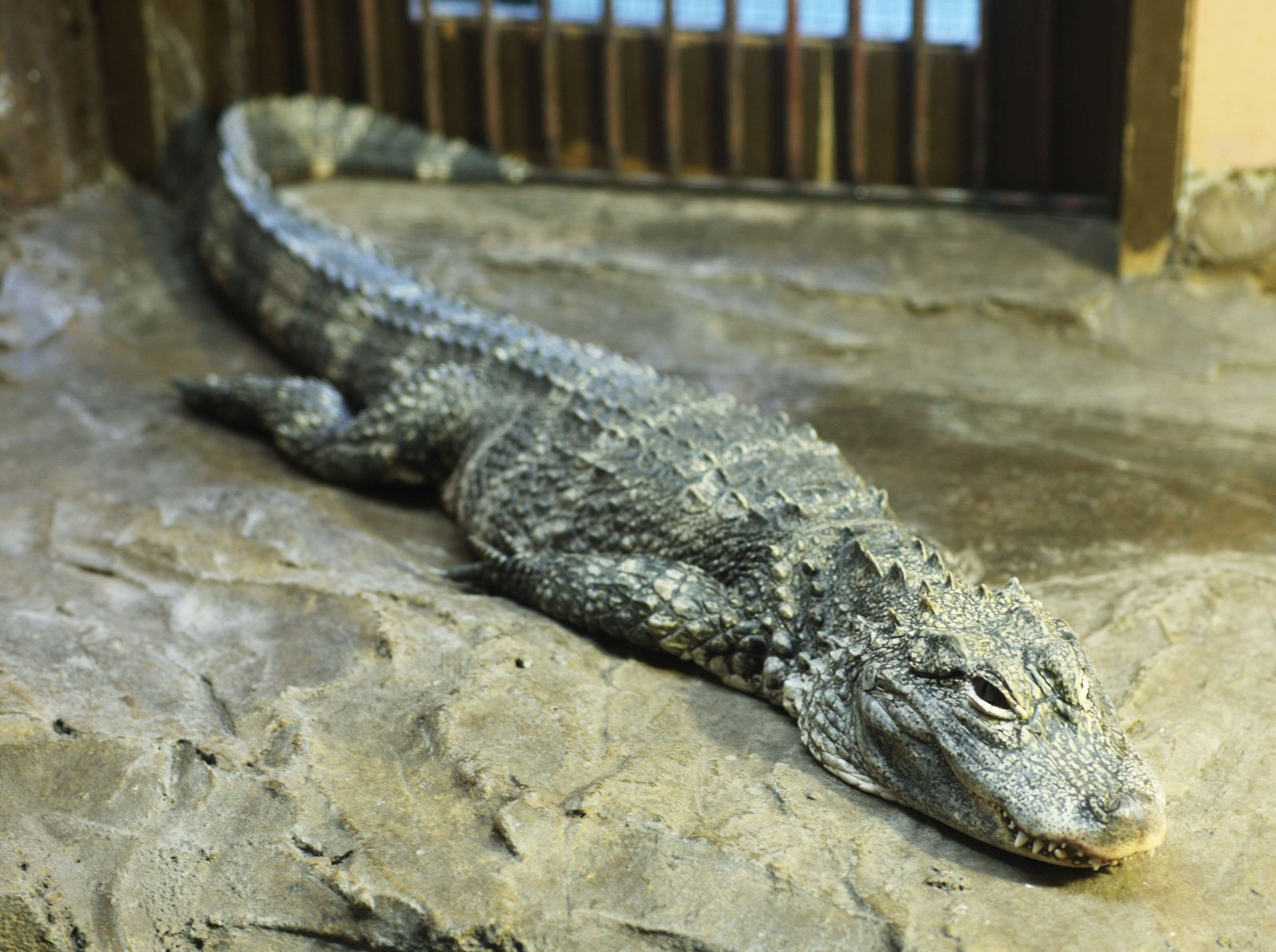 �ʐ^,�f��,����,�t���[,�t�H�g,�N���G�C�e�B�u�E�R�����Y,���i,�ǎ�,�L���[�o���j, ���j, �k, ��, ���b�h���X�g